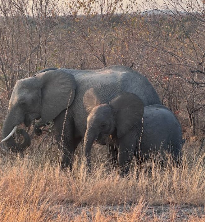 Sophie Blanchard: Adult and calf elephants on Vikela Kruger Conservation Experience