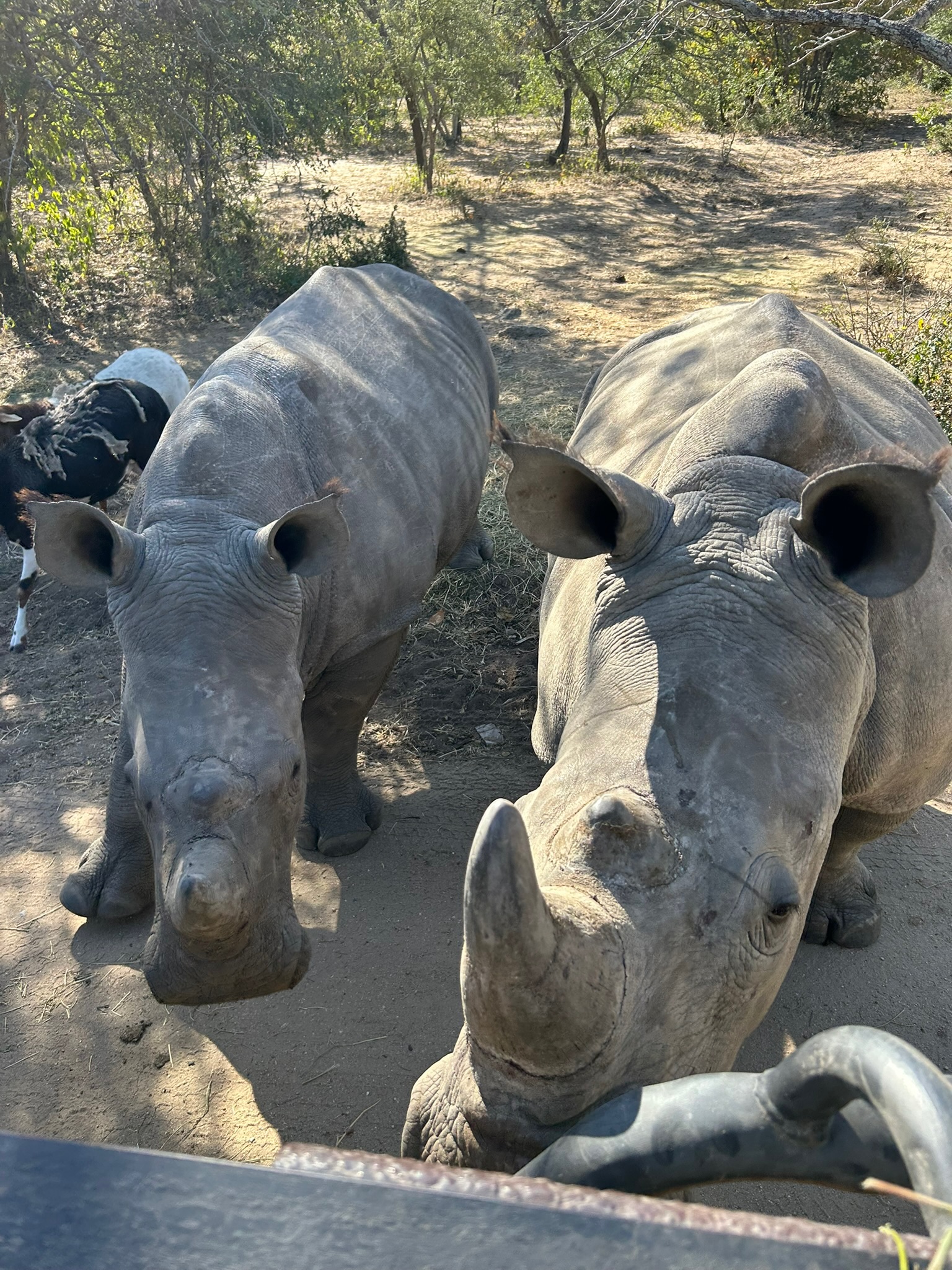 Lynda Amoa and Luis Rosales: two rhinos up close