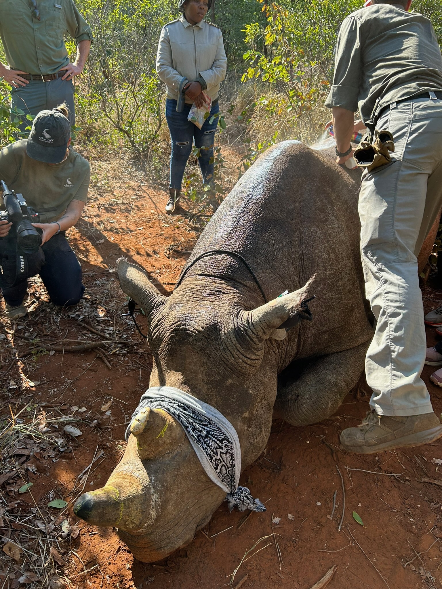 Lynda Amoa and Luis Rosales: sedated rhino 