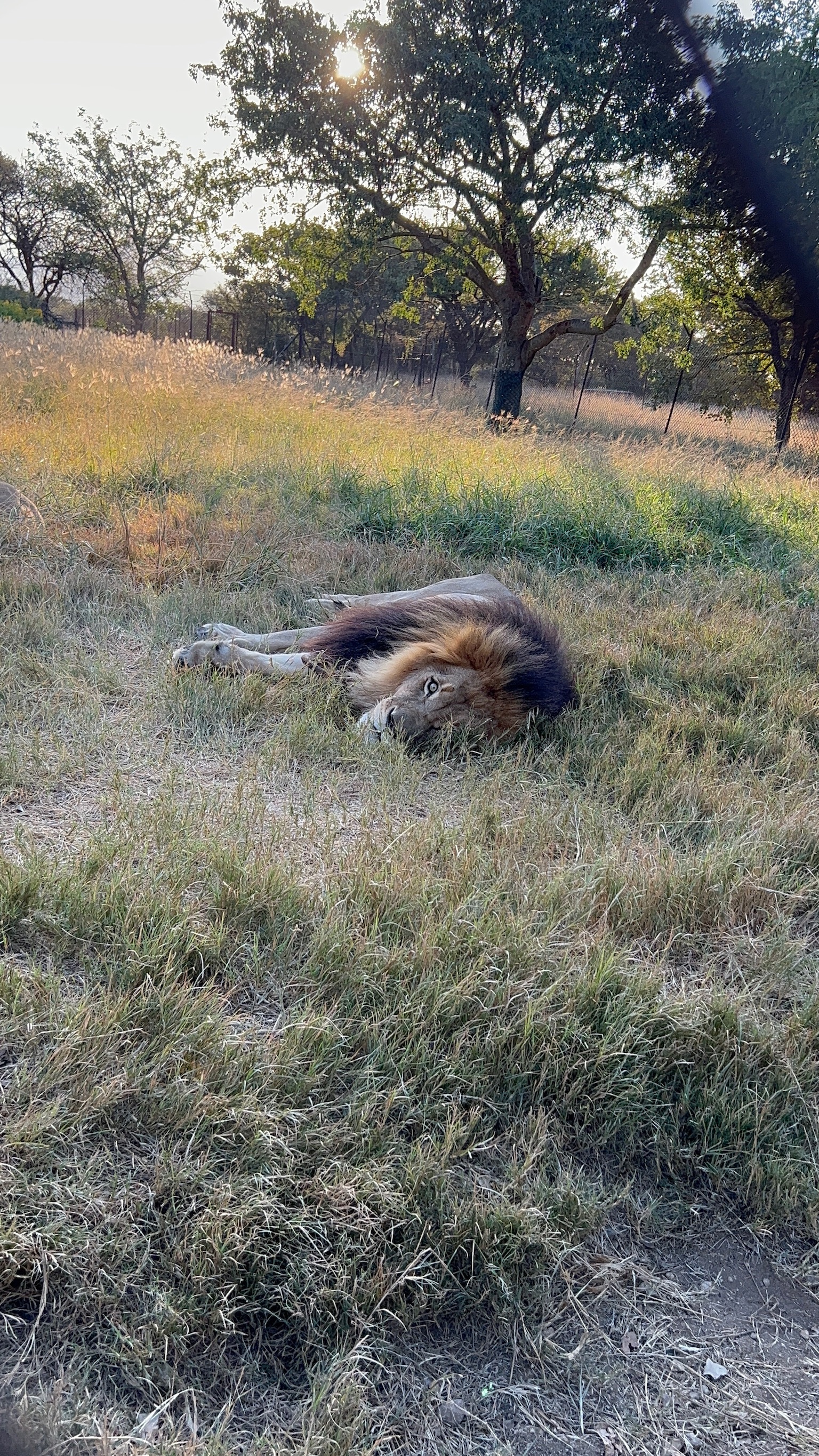 Lynda Amoa and Luis Rosales: lion staring at the camera 