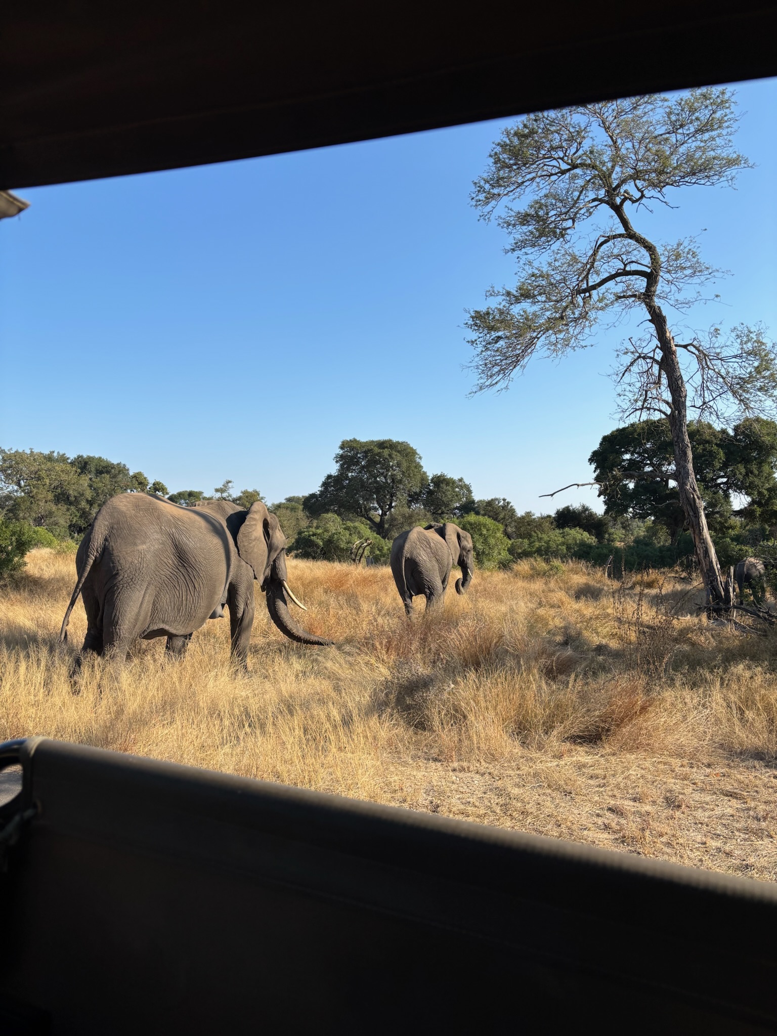 Lynda Amoa and Luis Rosales: elephants walking away from 