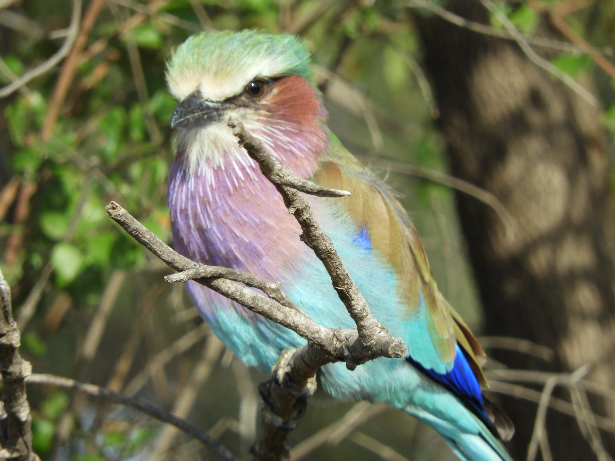Katie Marshall - lilac-breasted roller close-up 