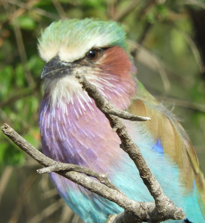 Katie Marshall - lilac-breasted roller close-up