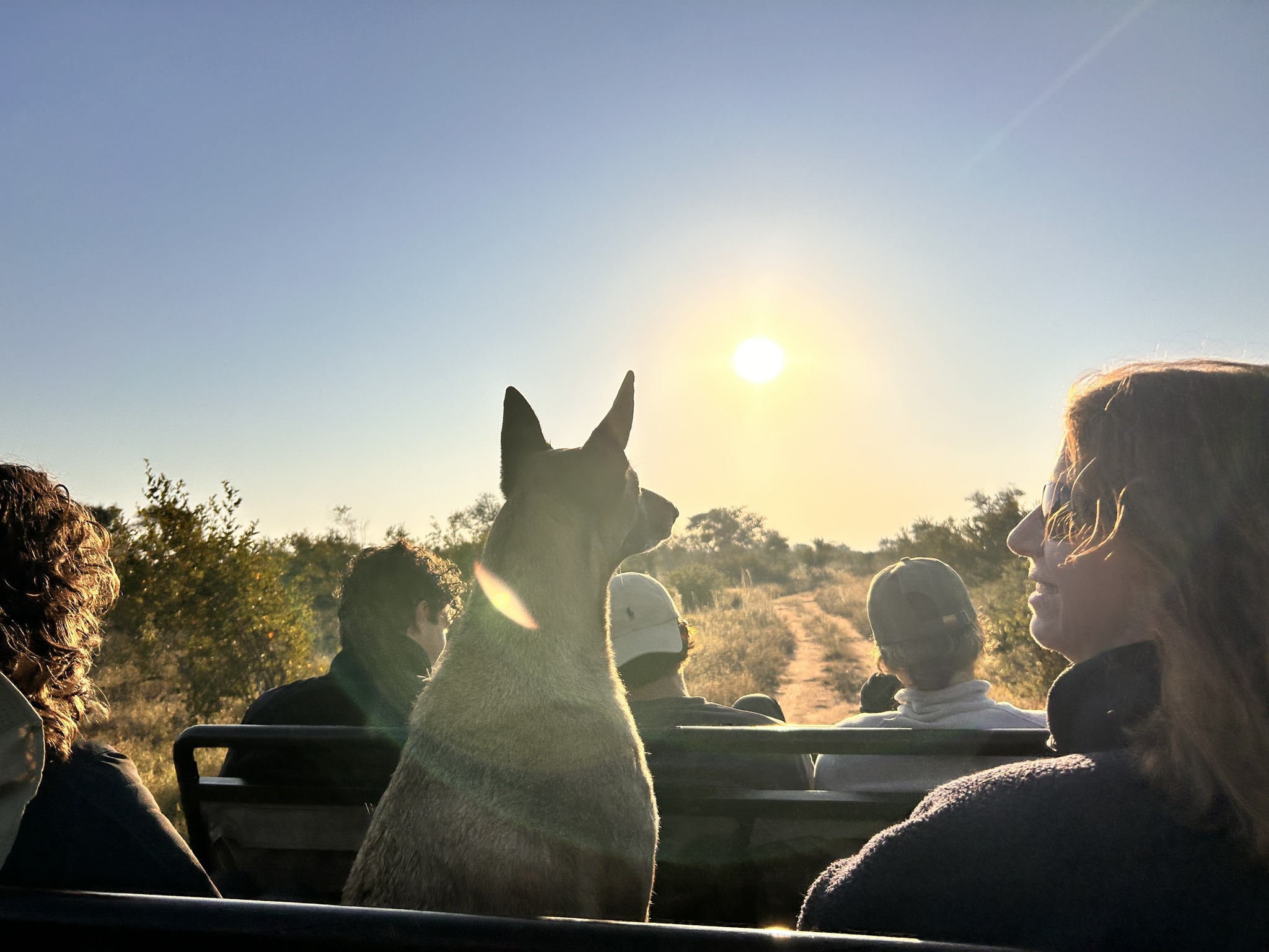 Katie Marshall - driving at sunset with a research dog 