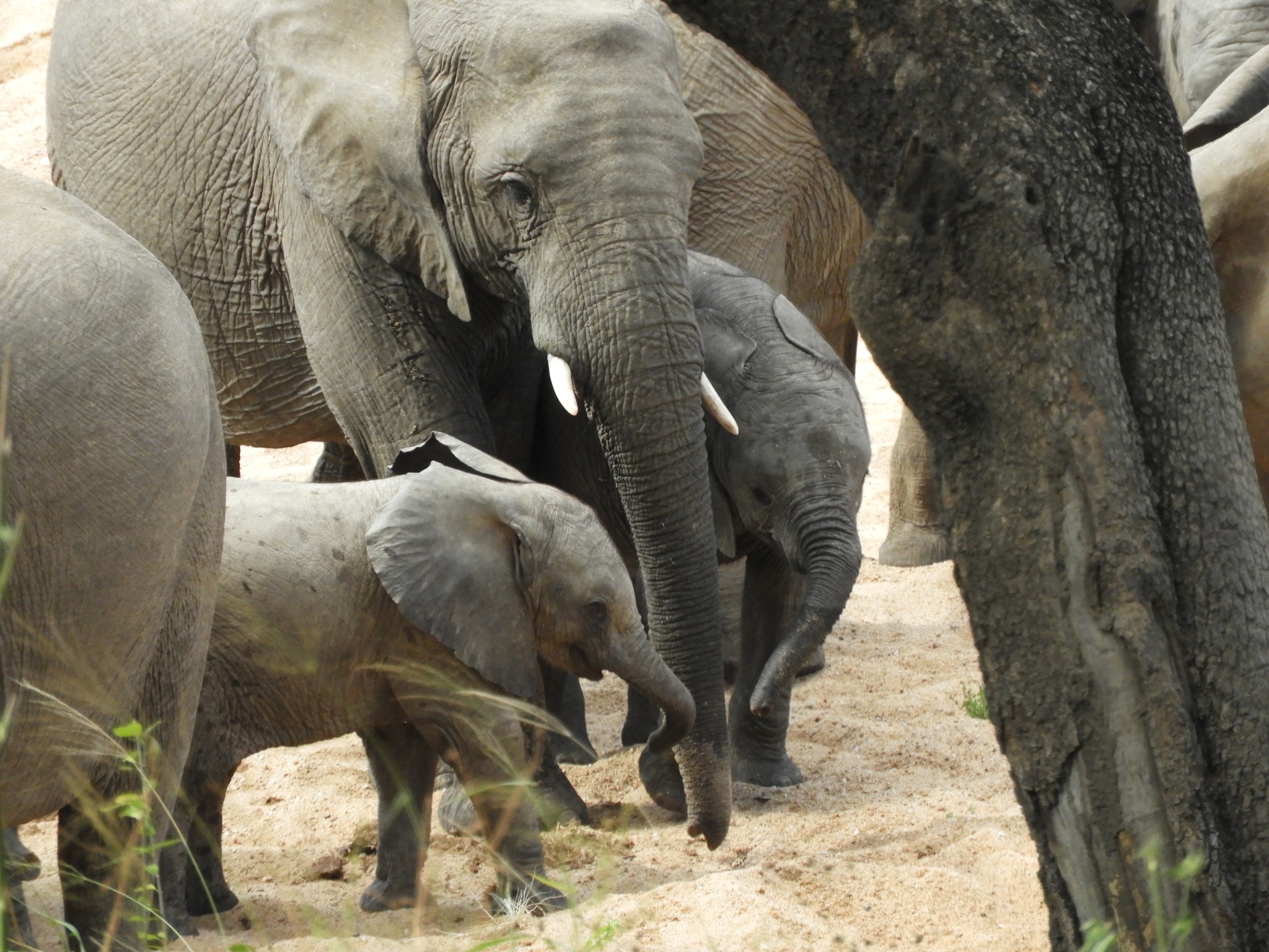 Katie Marshall - family of elephants close up 