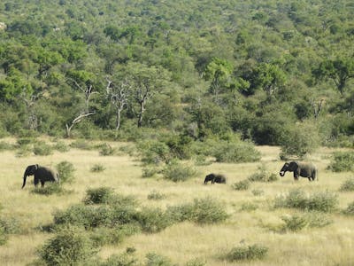 Katie Marshall - elephants in the bush 