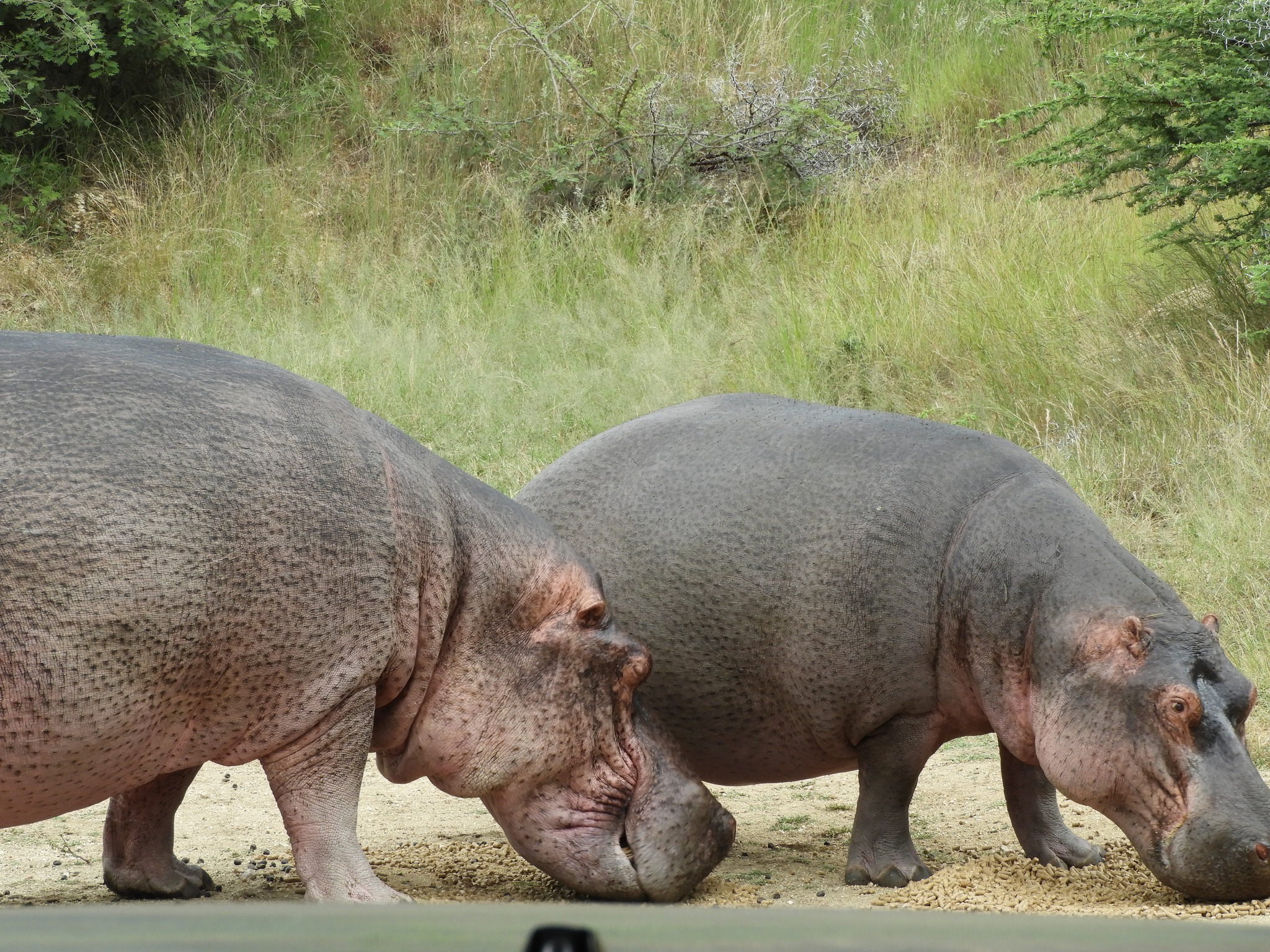 Katie Marshall - two hippos close up 