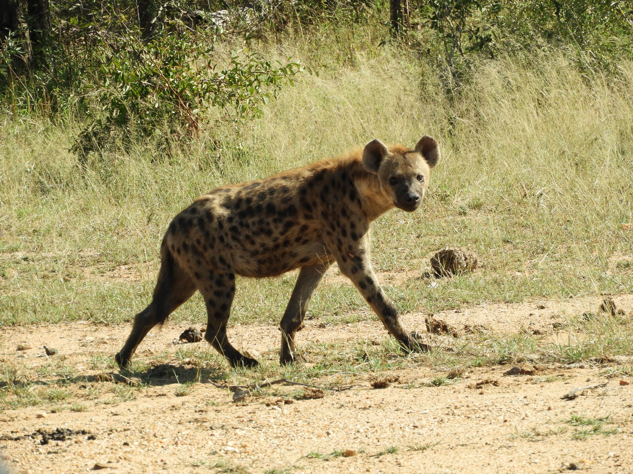 Katie Marshall - hyena close up 