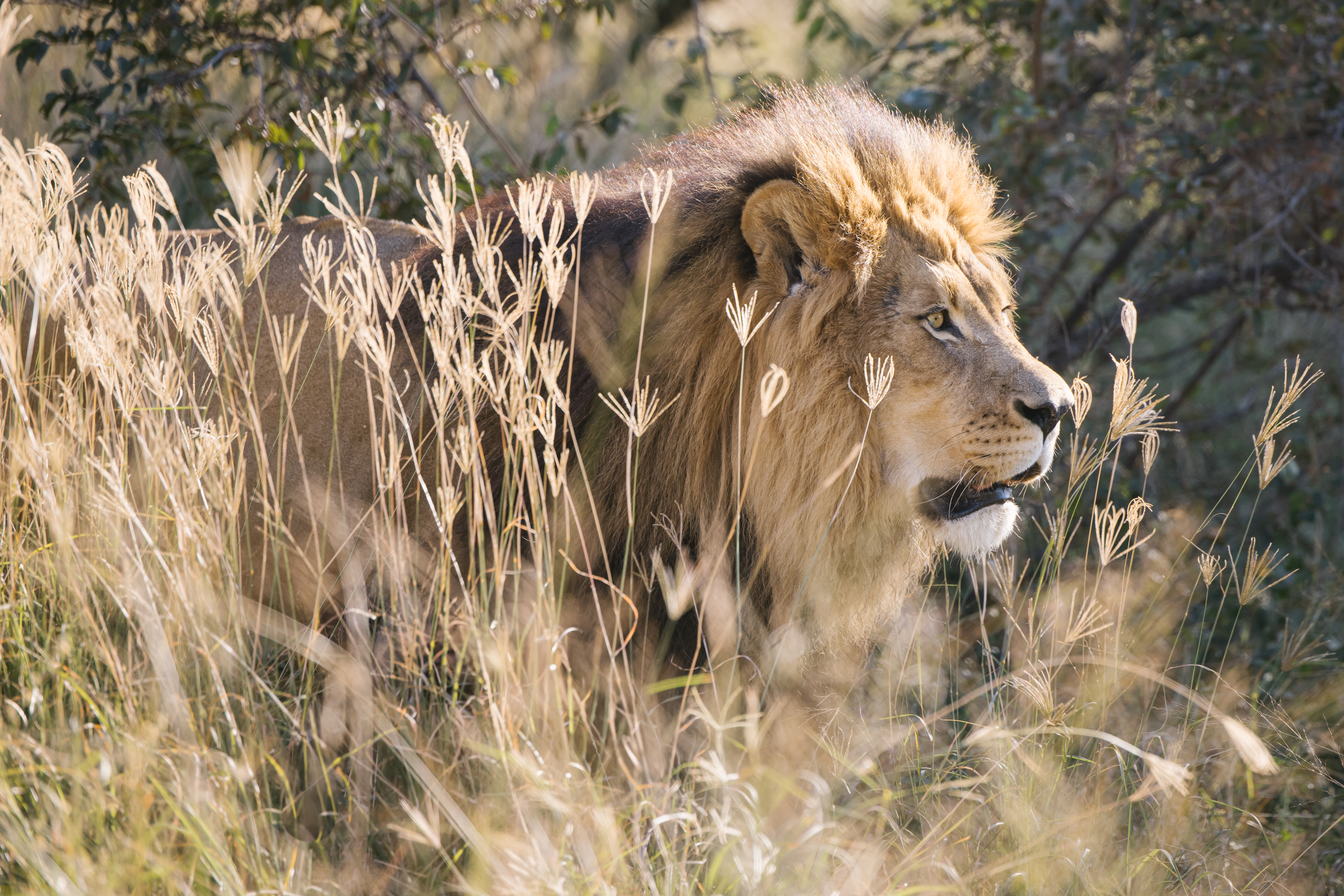 Close up of a lion