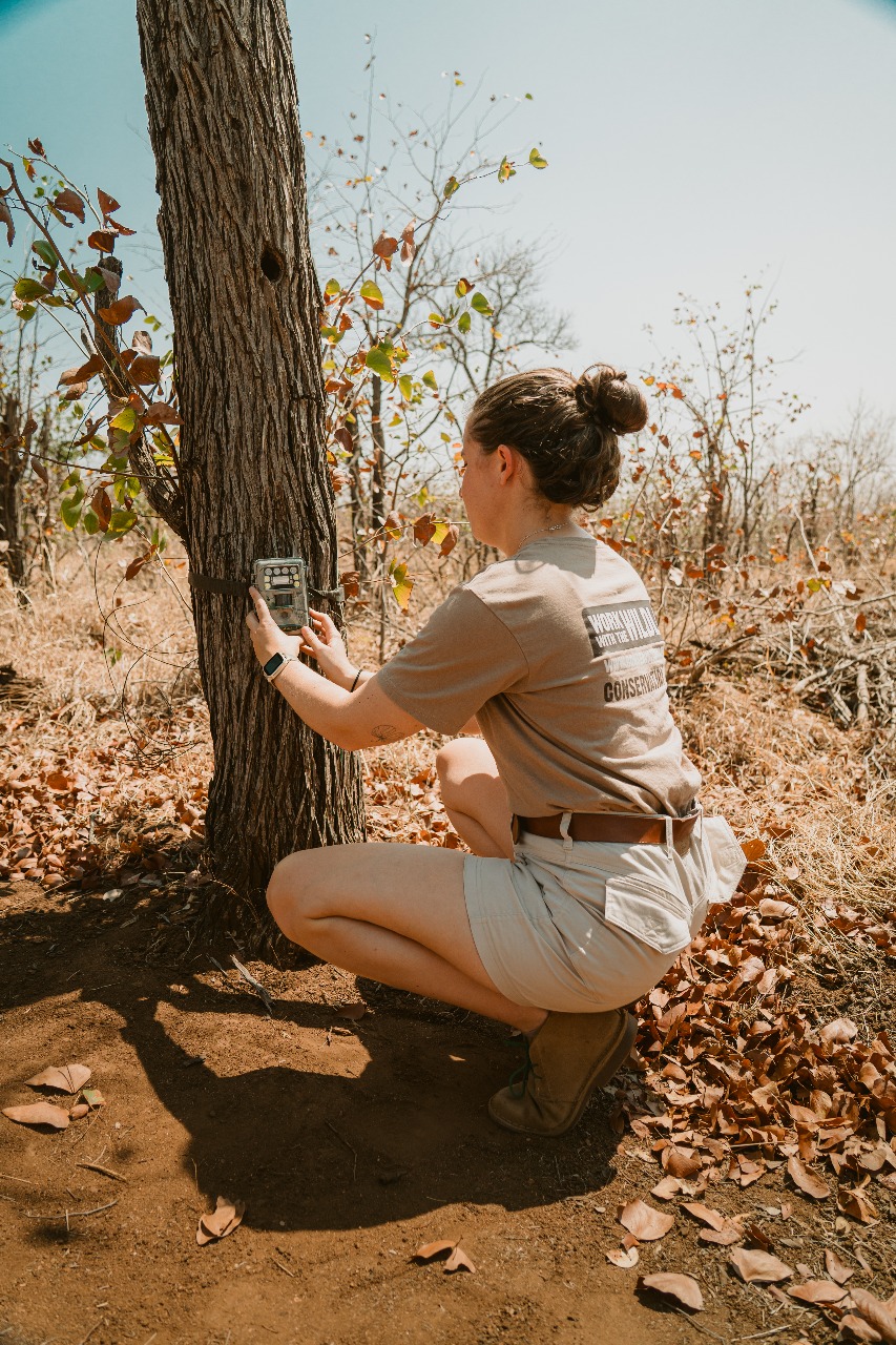 Setting up a camera trap at the Umsele Wildlife Internship