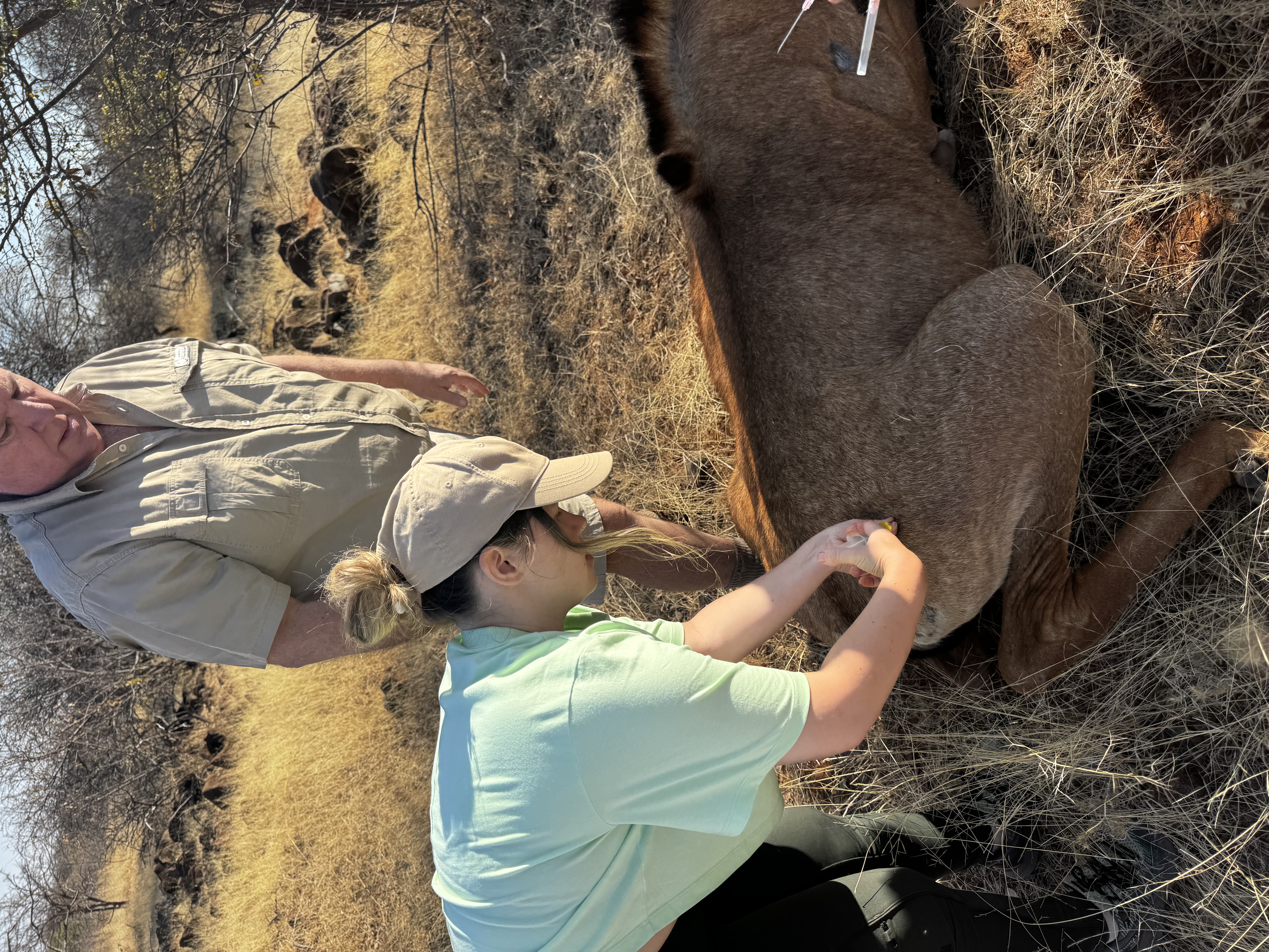 Tereza Pacíková - Student injecting wildlife 