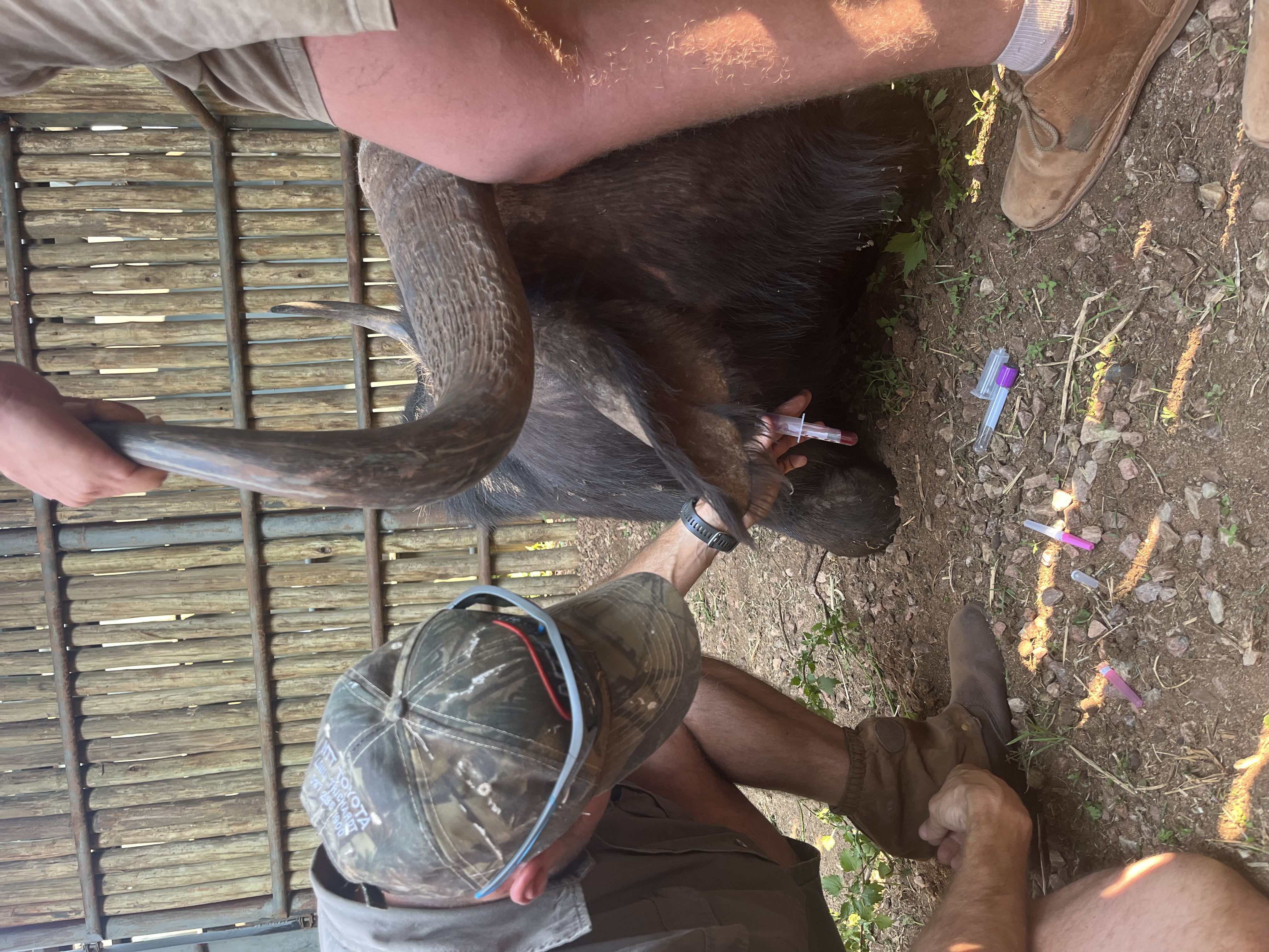 Tereza Pacíková - Vet student blood testing a cape buffalo