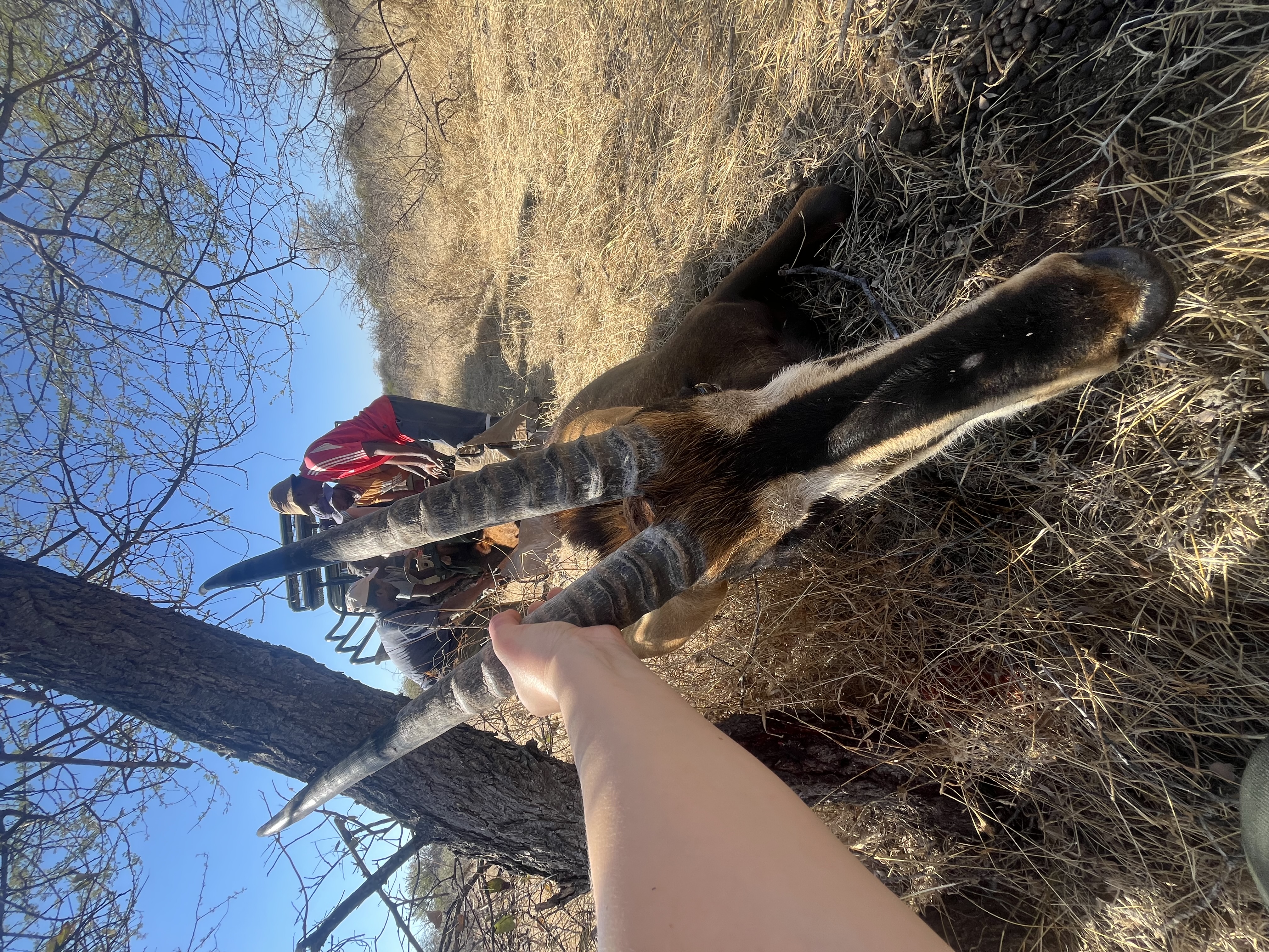 Tereza Pacíková - Vet student holding a roan antelope