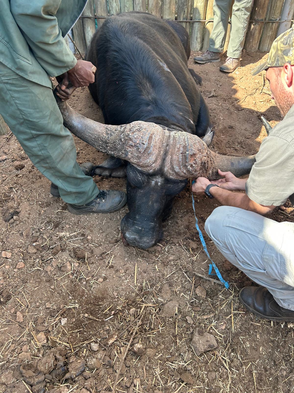 Evžen Lomák - Cape Buffalo receiving veterinary work 