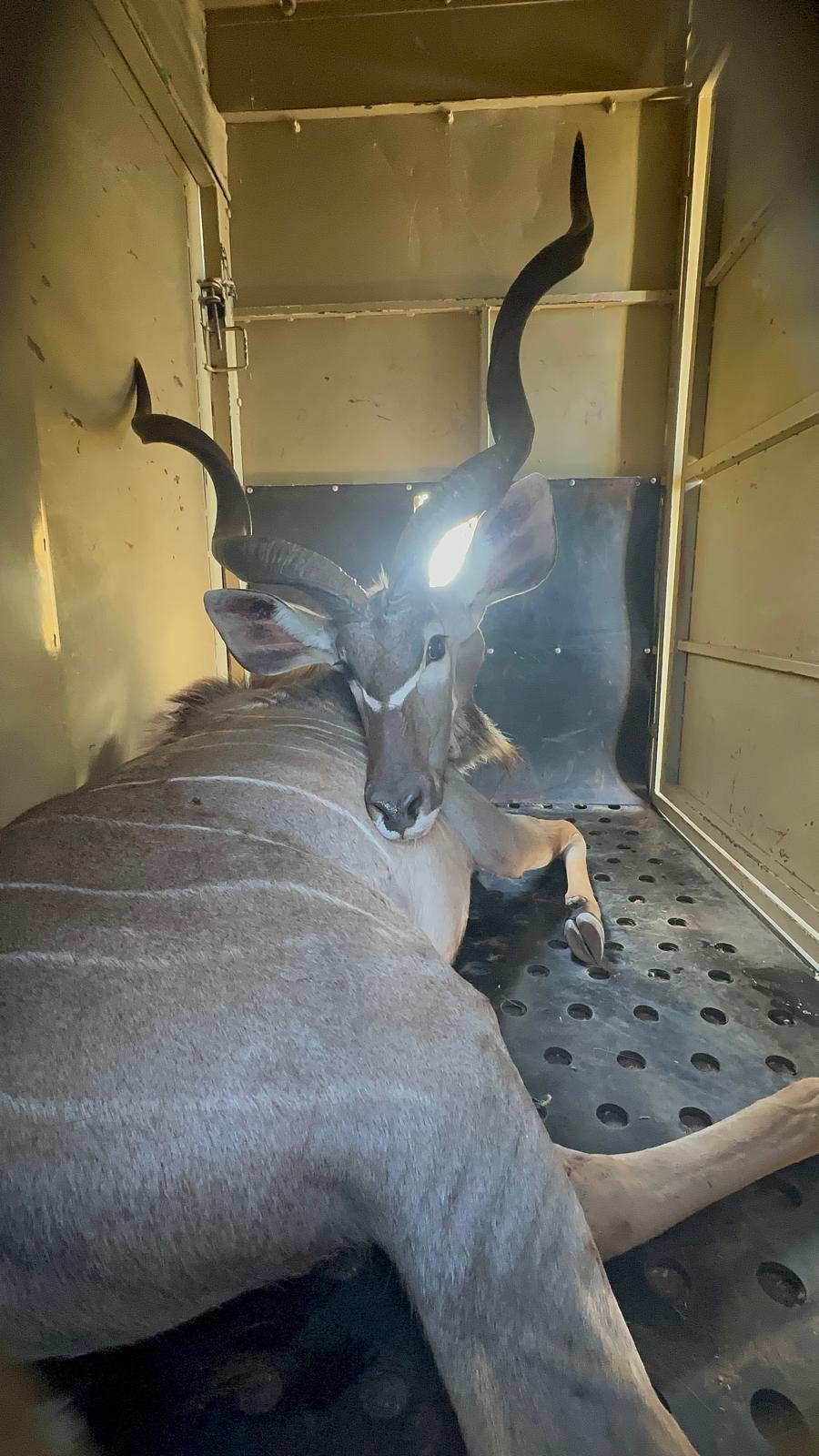 Evžen Lomák - Kudu being transported for a relocation 
