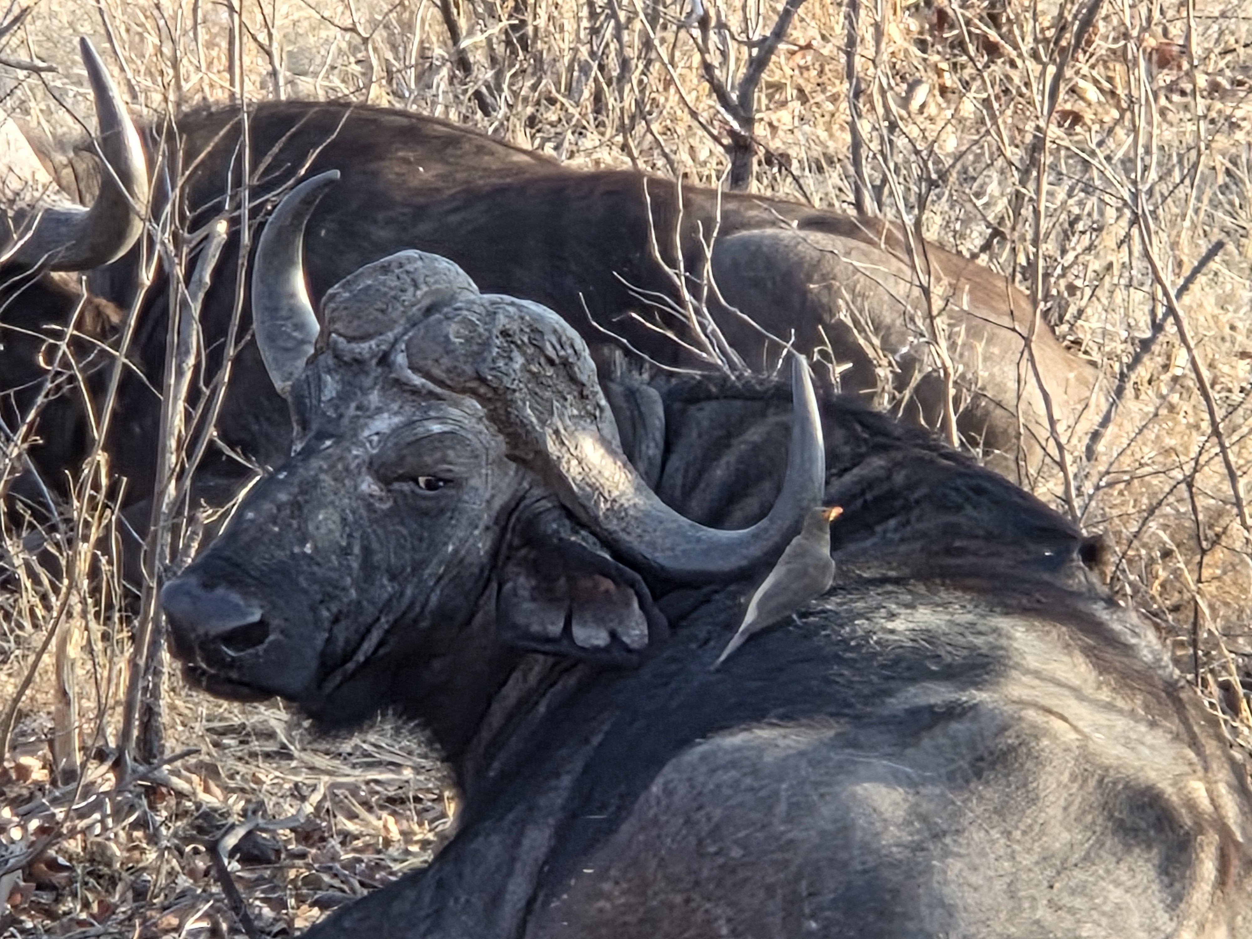 Evžen Lomák - Cape buffalos out in the wild