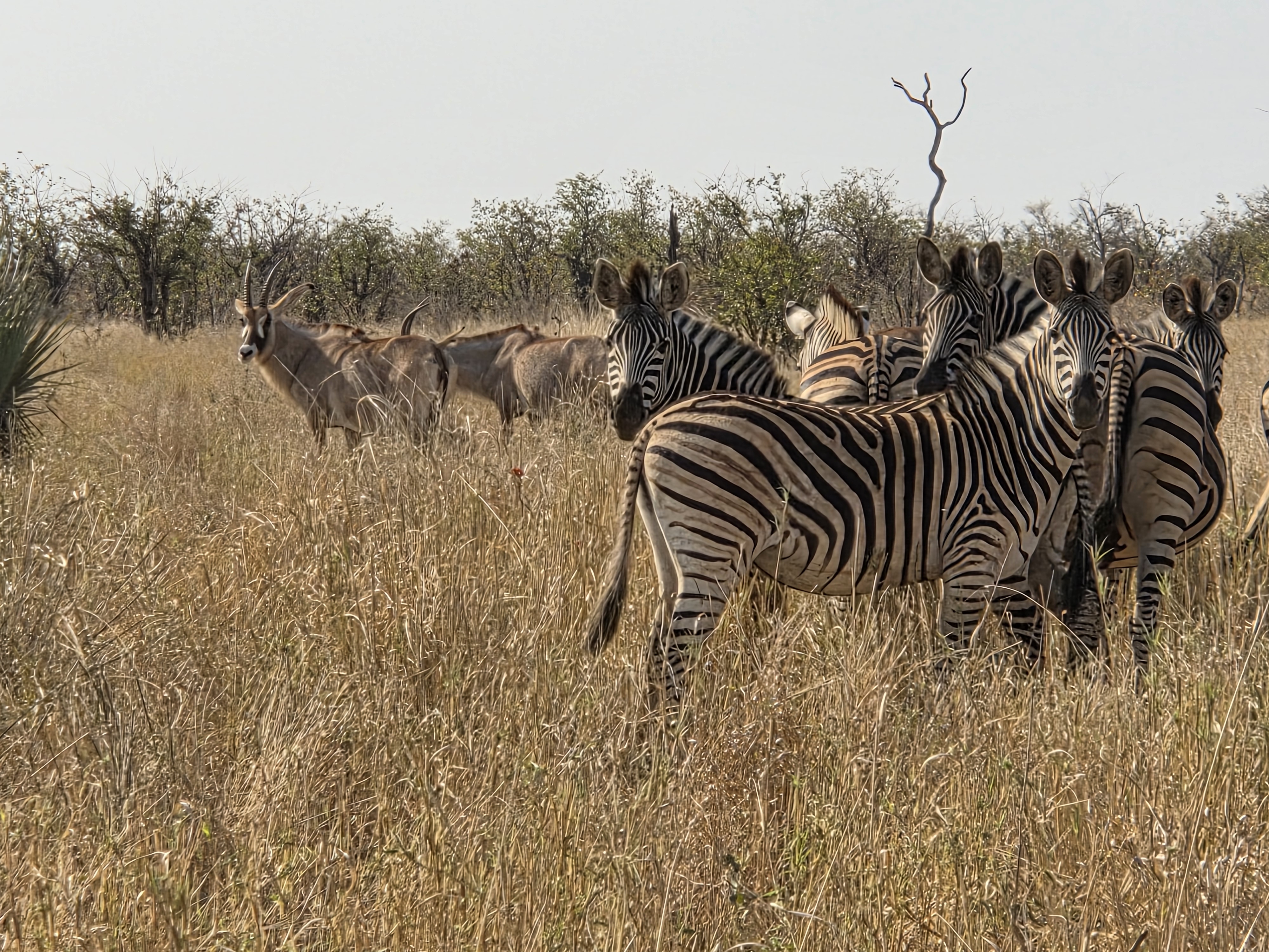 Evžen Lomák - Zebras grazing in the long grass