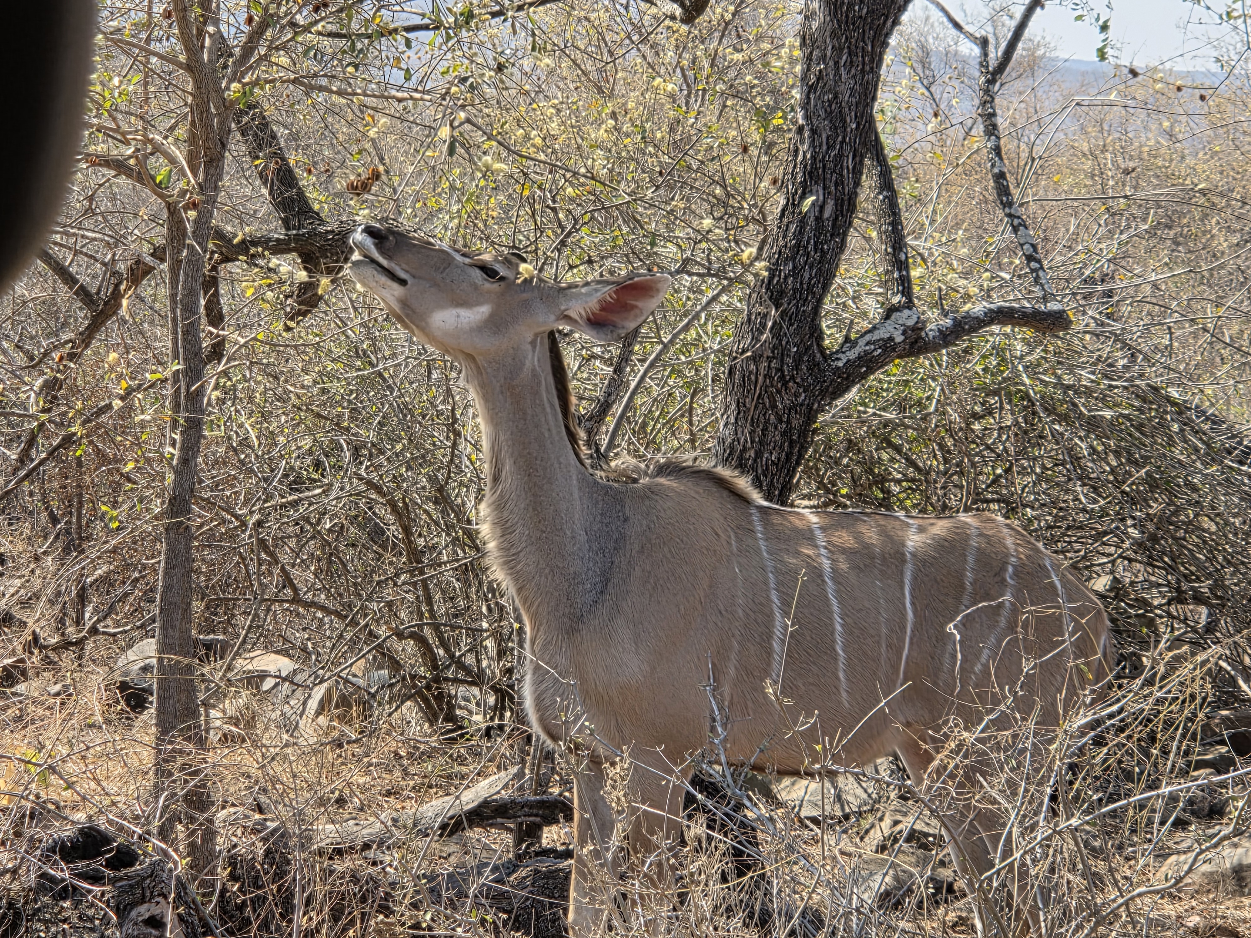 Evžen Lomák - Antelope relaxing in the bush