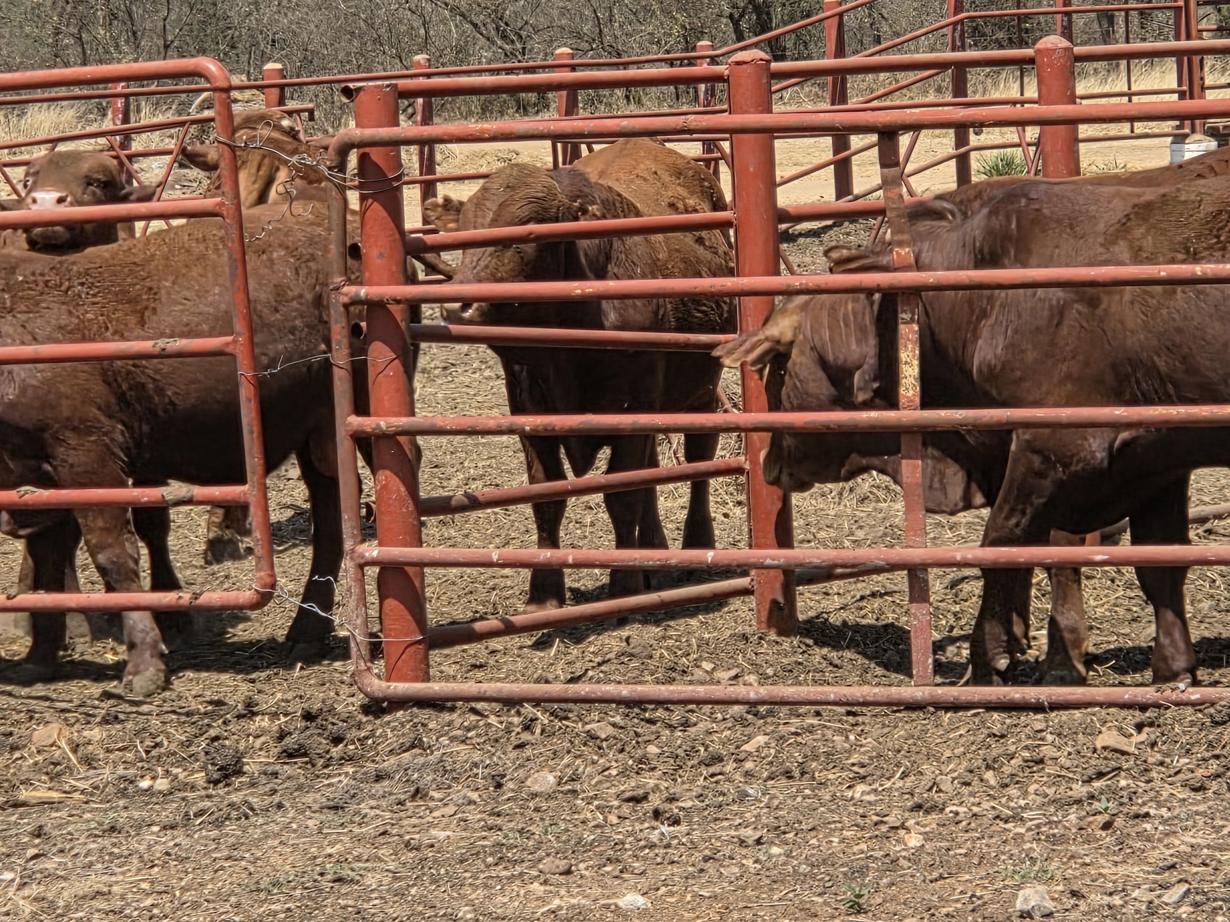 Evžen Lomák - Cattle working out in the farm
