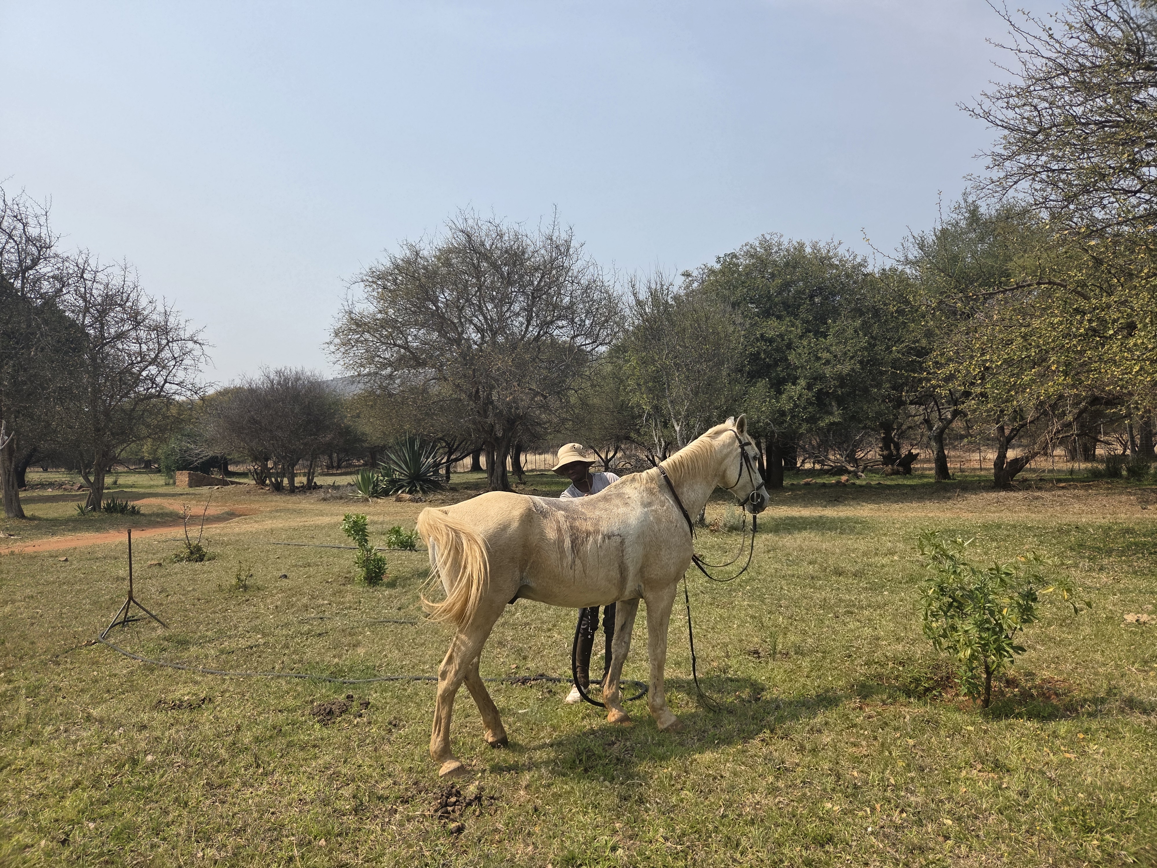Evžen Lomák - Horse out in the field