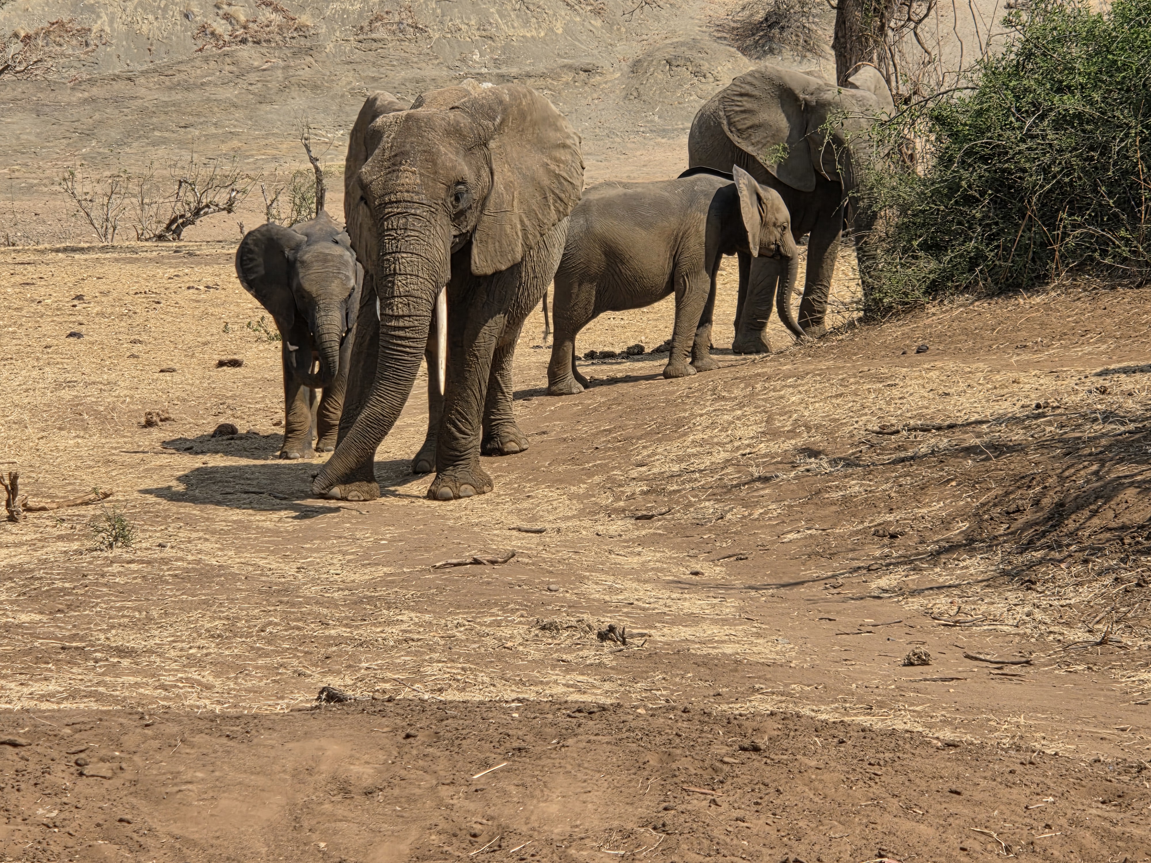Evžen Lomák - Elephants grazing out in the bush
