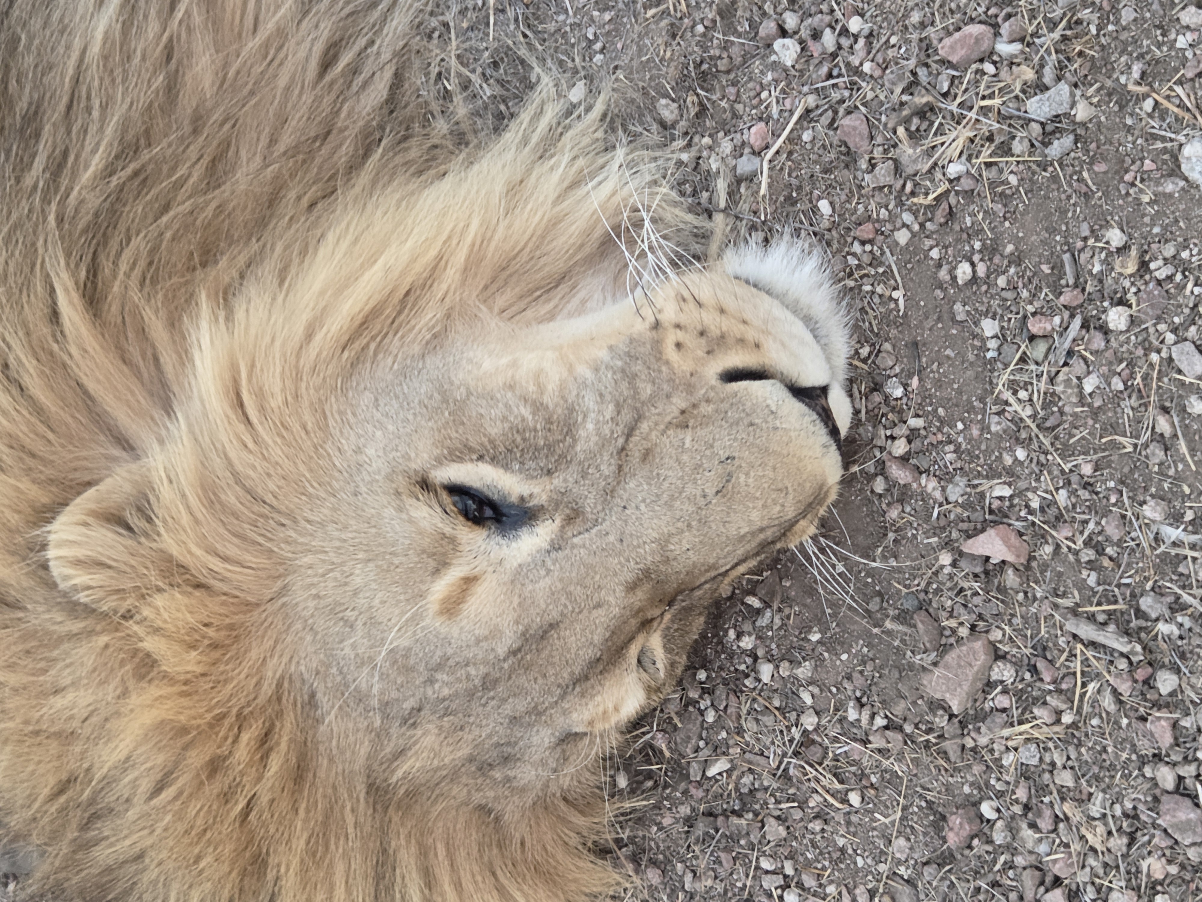 Evžen Lomák - Lion sedated in the wild