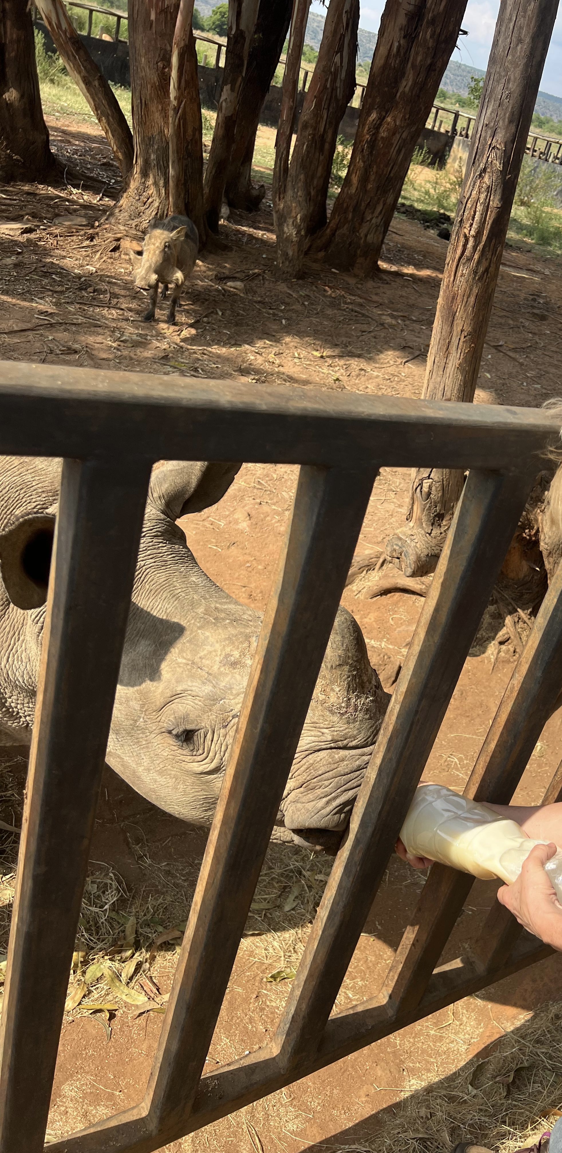 Louise Jane Waugh - Closeup of rhino being fed