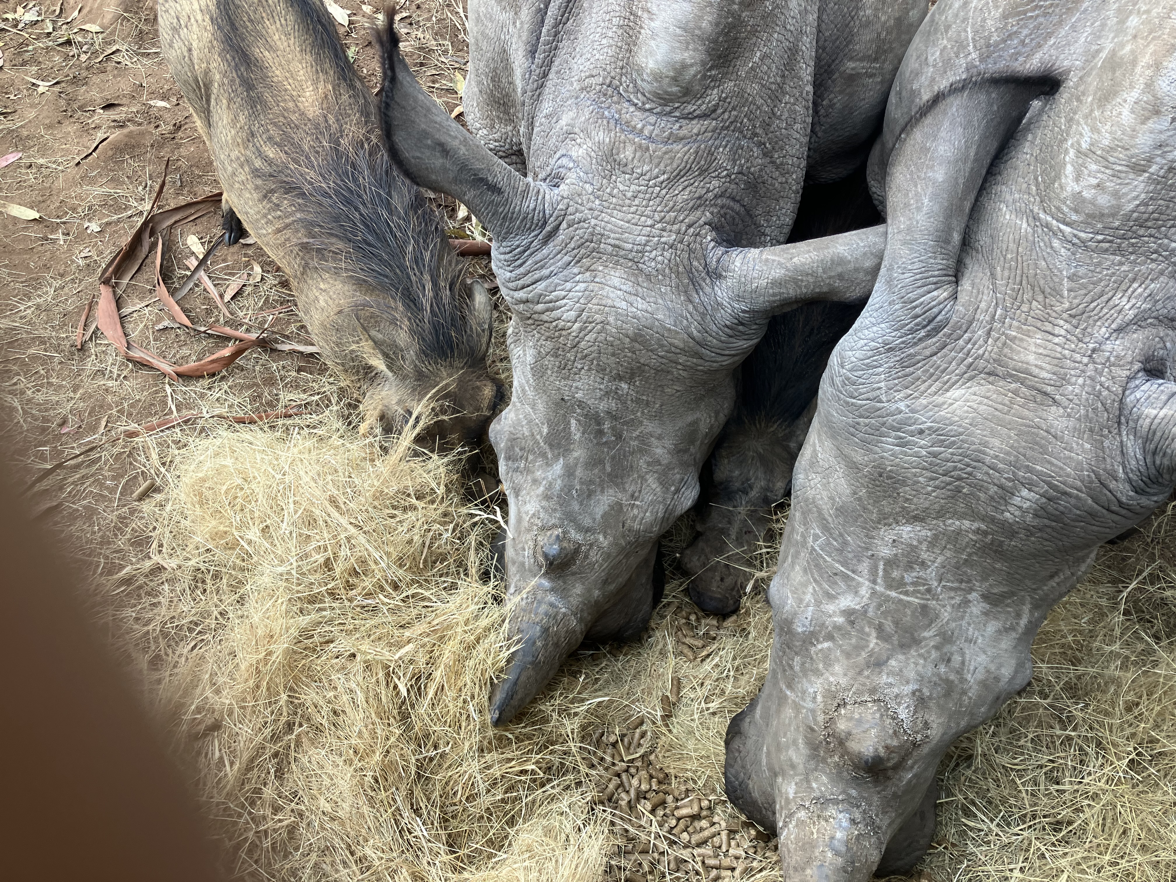 Louise Jane Waugh - Rhinos closeup eating