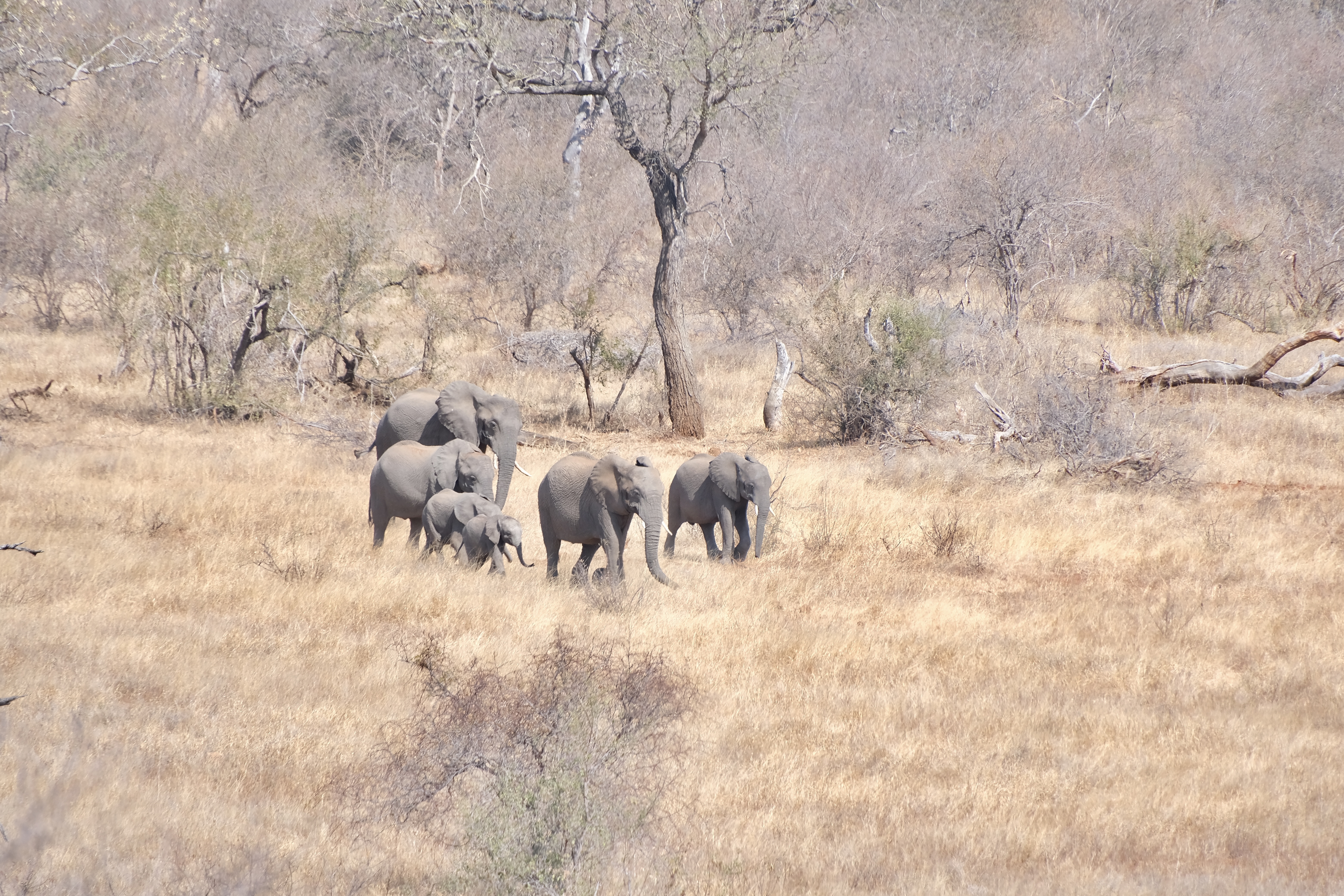Cindy Lau - Elephants walking in a herd
