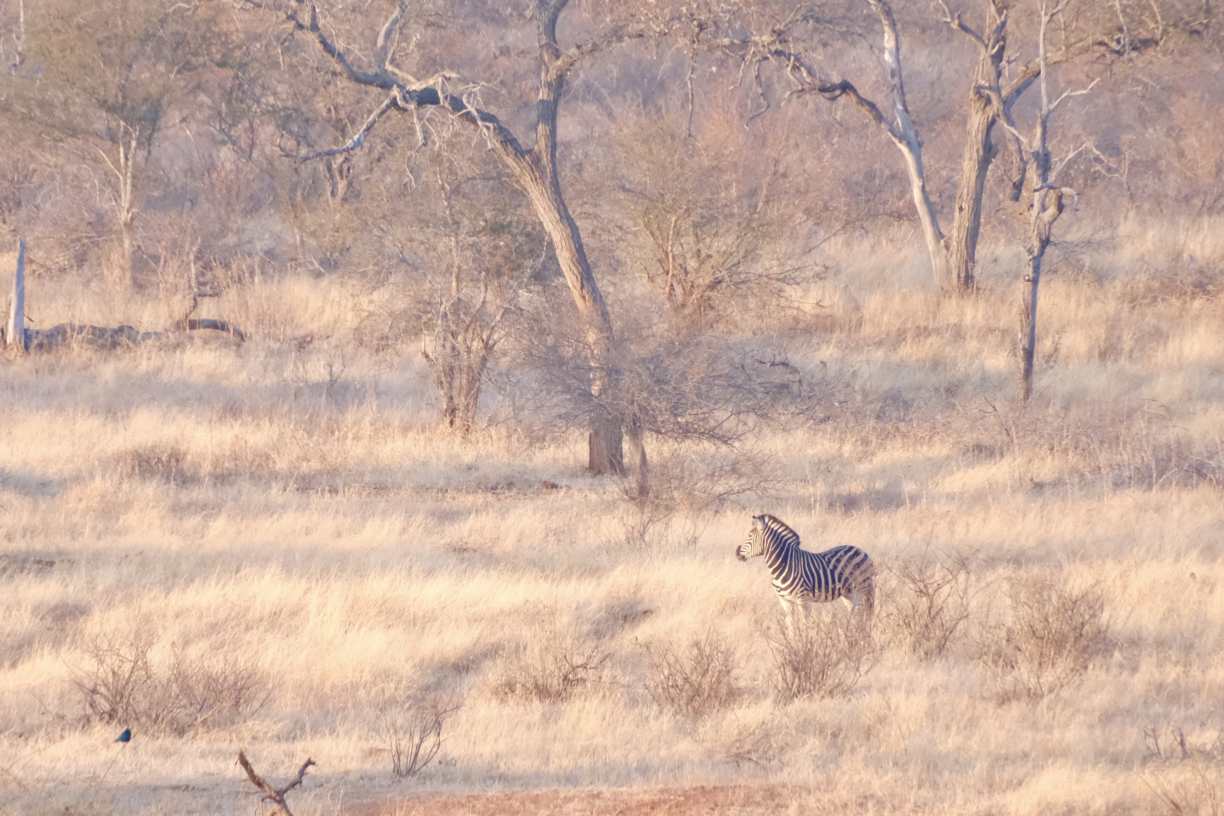 Cindy Lau - Zebra on its own in the bush