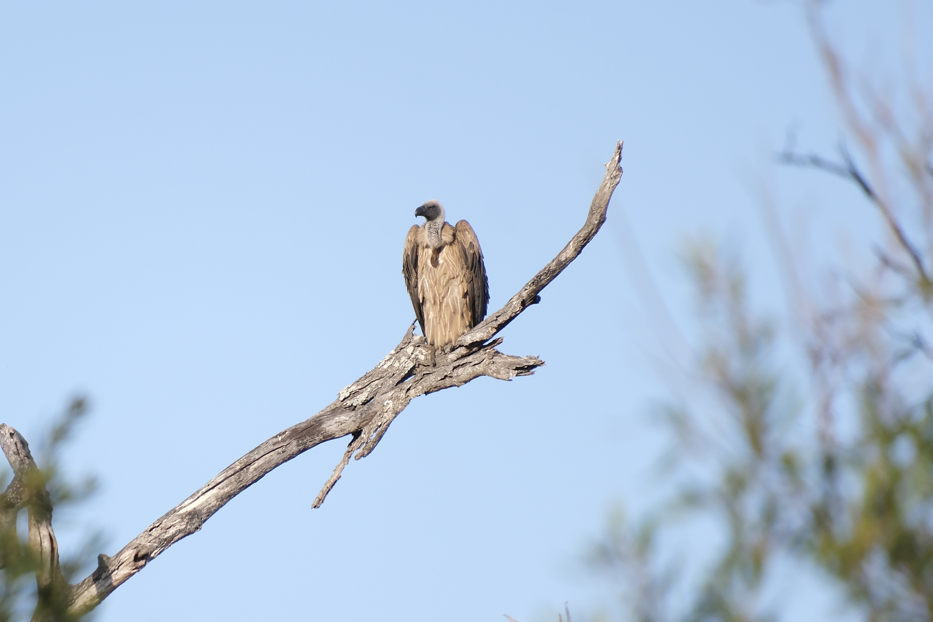 Cindy Lau - Vulture sitting on a branch