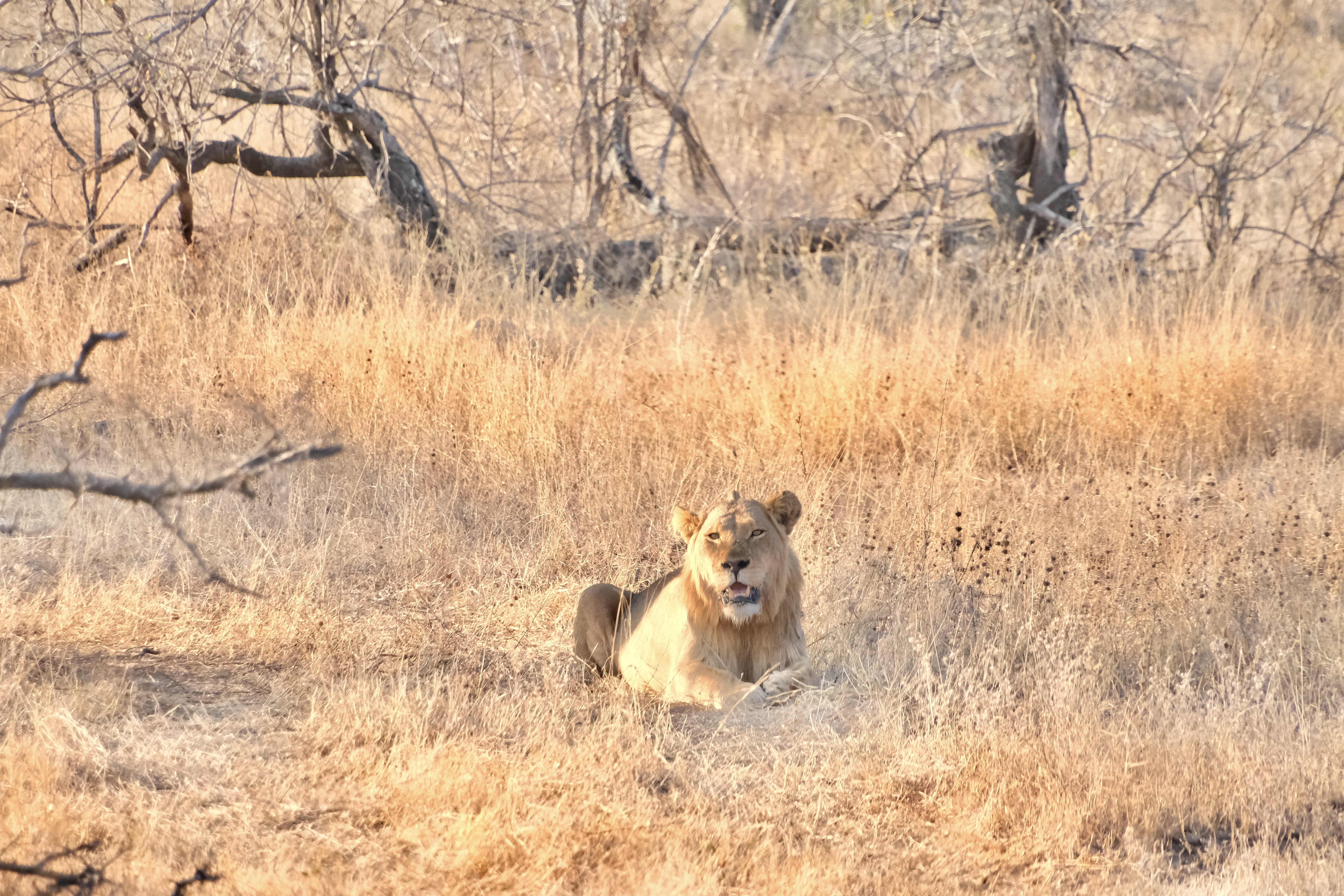 Cindy Lau - Lion resting in the bush