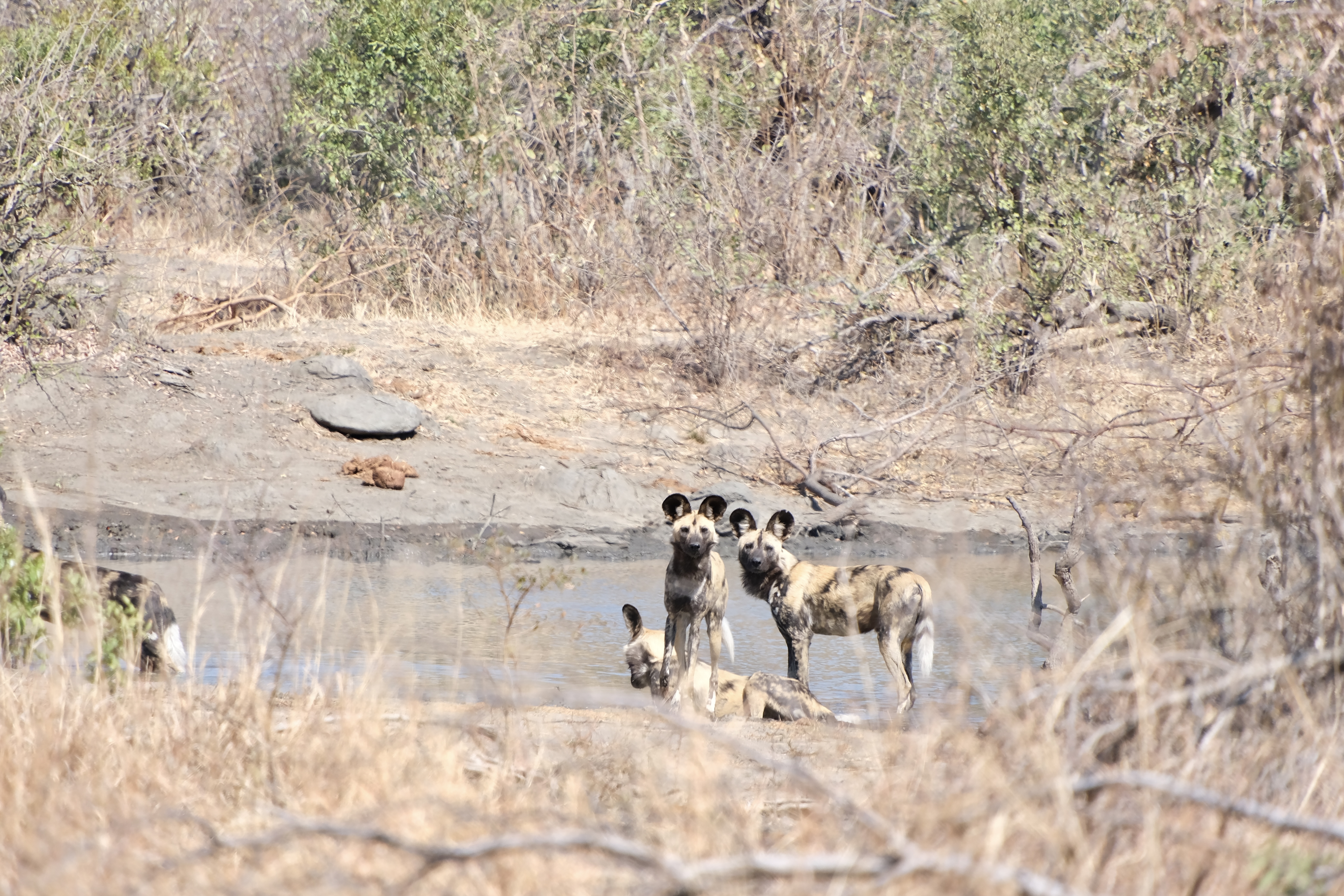 Cindy Lau - Pack of wild dogs looking on!