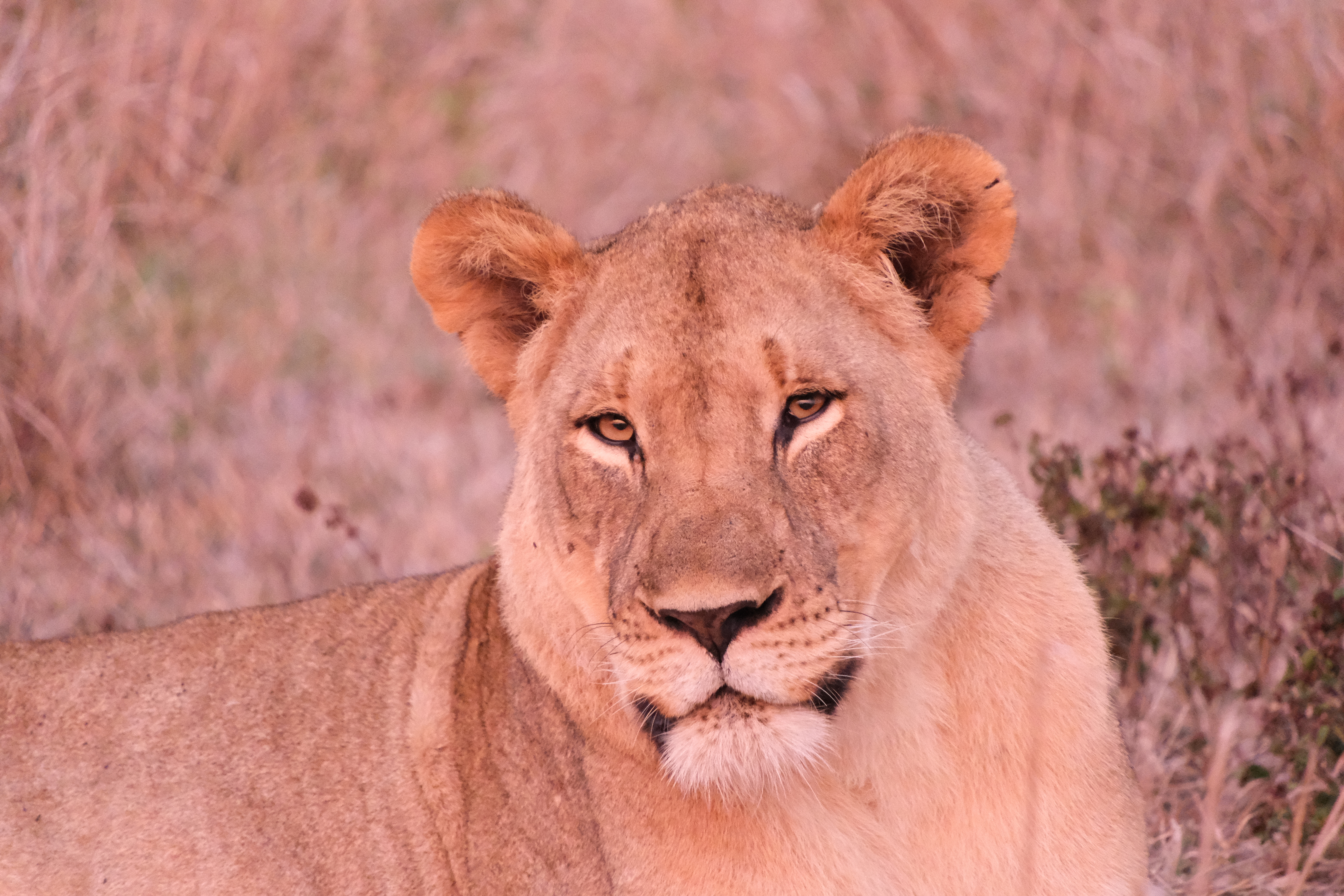 Cindy Lau - Lion closeup