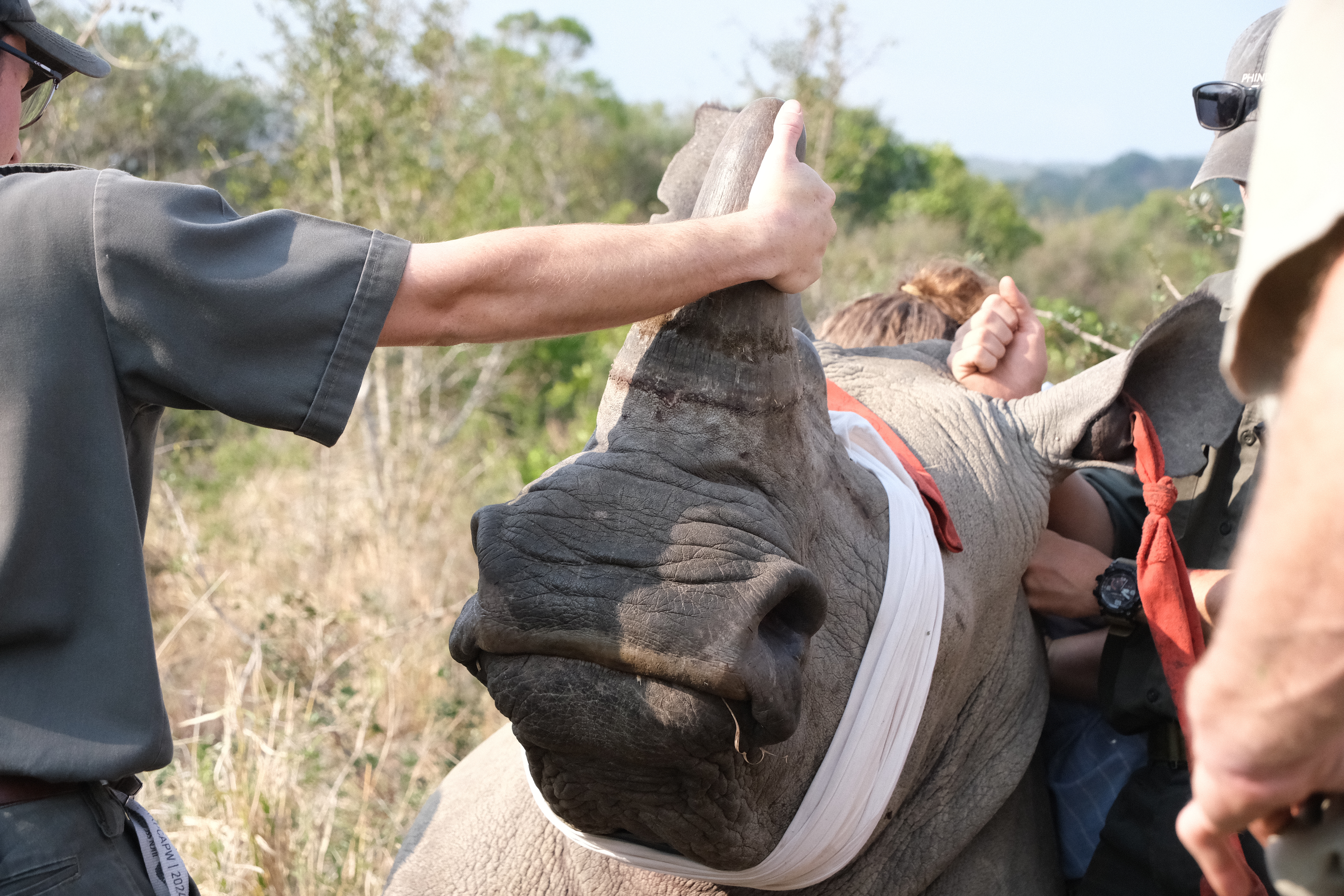 Cindy Lau - Volunteers getting rhino into position for veterinary work
