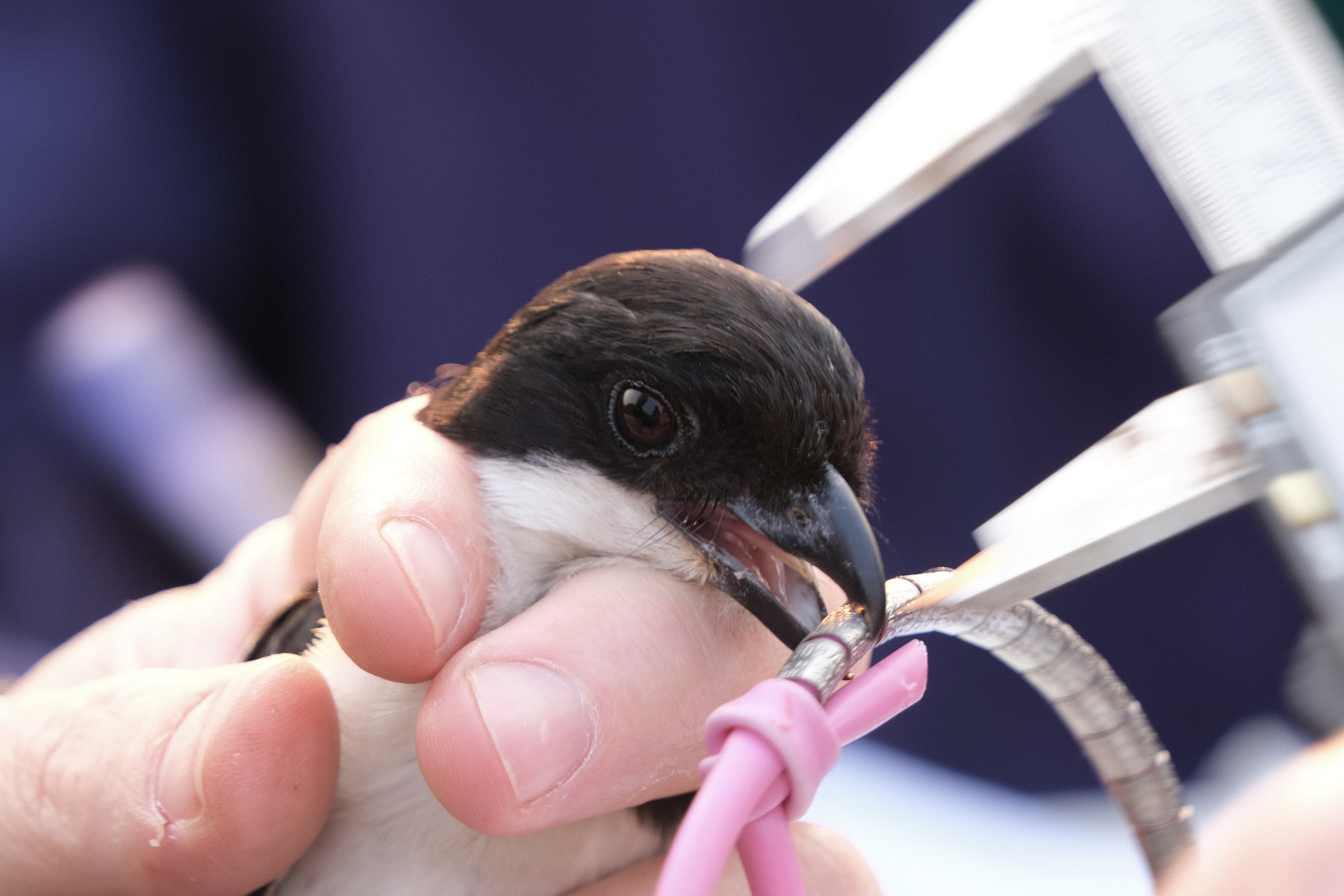 Cindy Lau - Bird Ringing measuring head