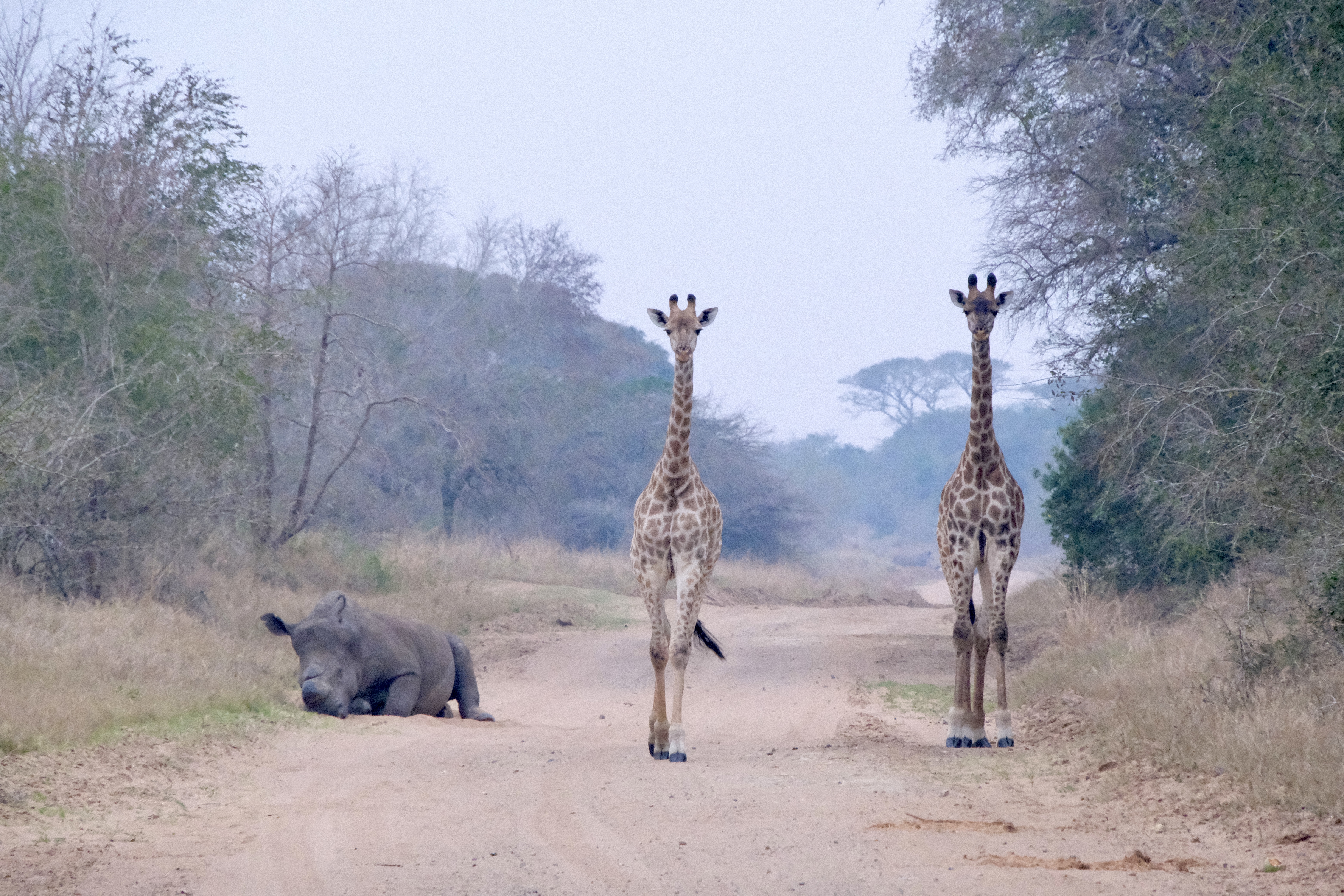Cindy Lau - Giraffes walking whilst a rhino lies down in the bush
