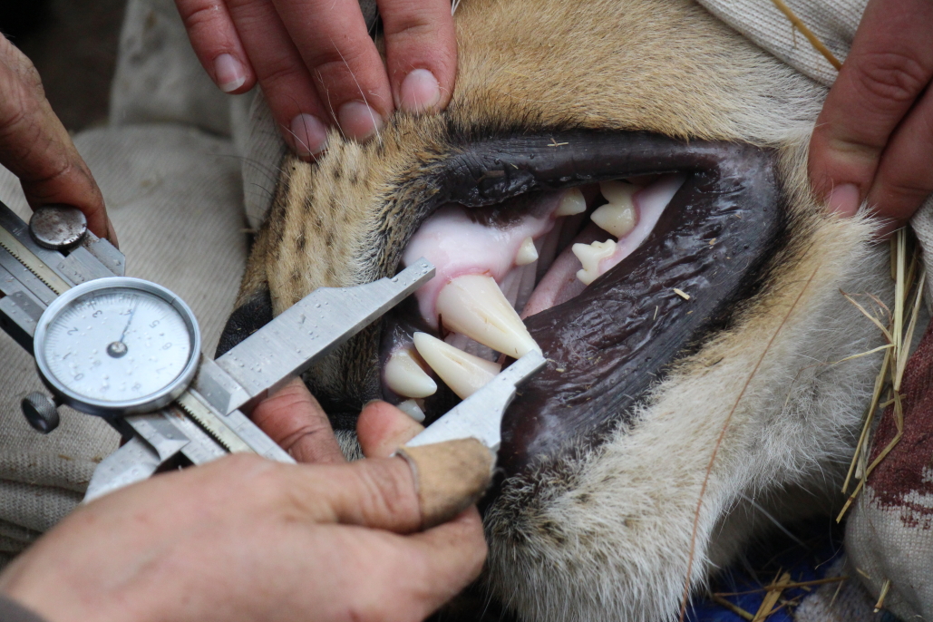 Vet measures a lion's tooth during a  health check
