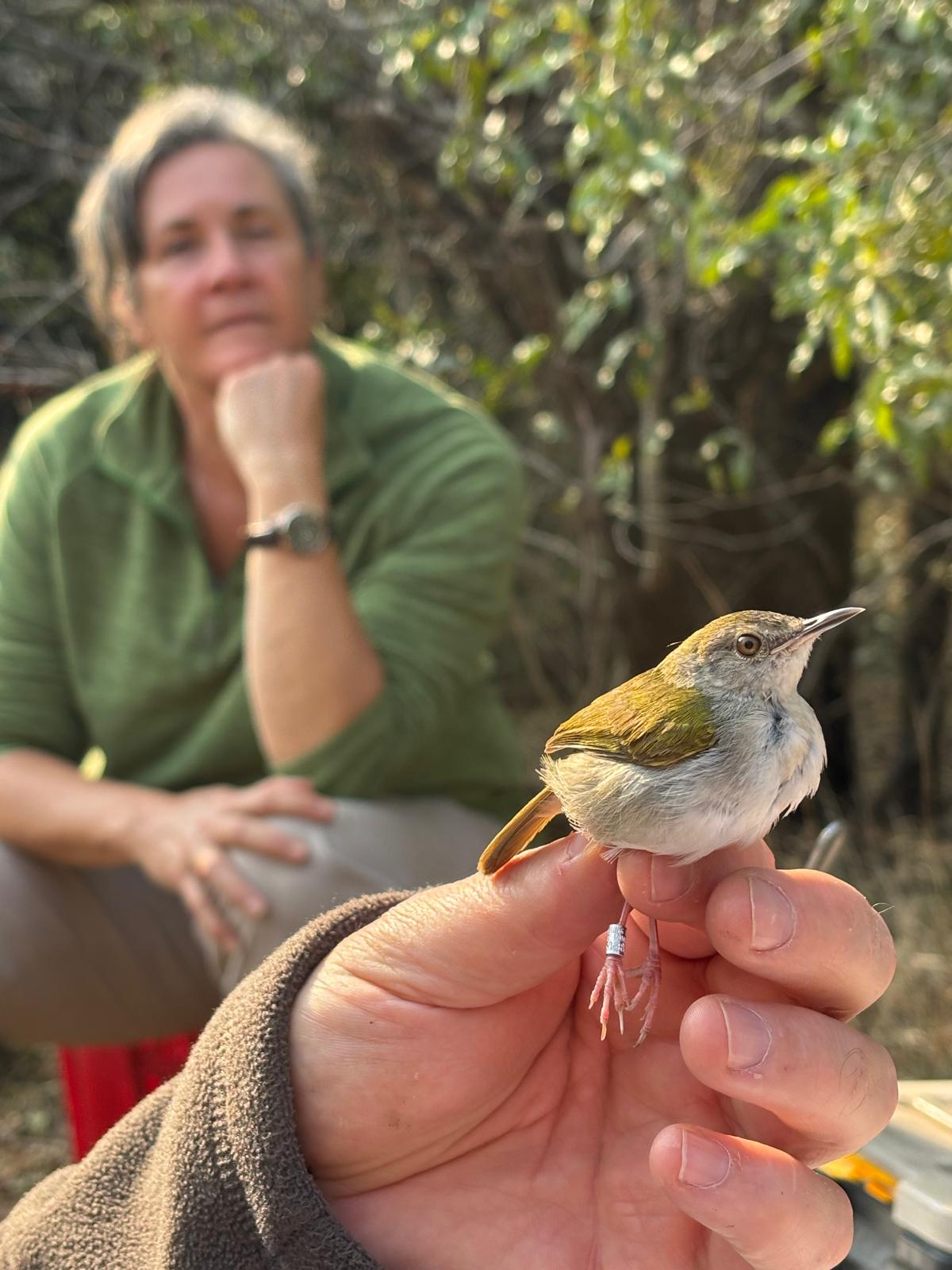 Di Roderick and Sam Hemmingway - Bird being held in hand by volunteer