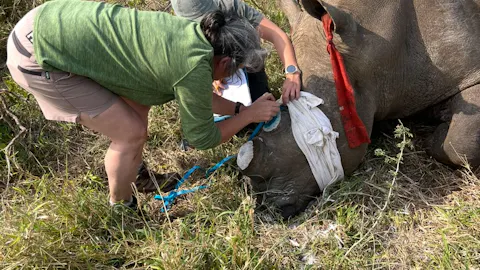 Roderick Rhinoceros Traveller Stories: Di Roderick and Sam Hemmingway