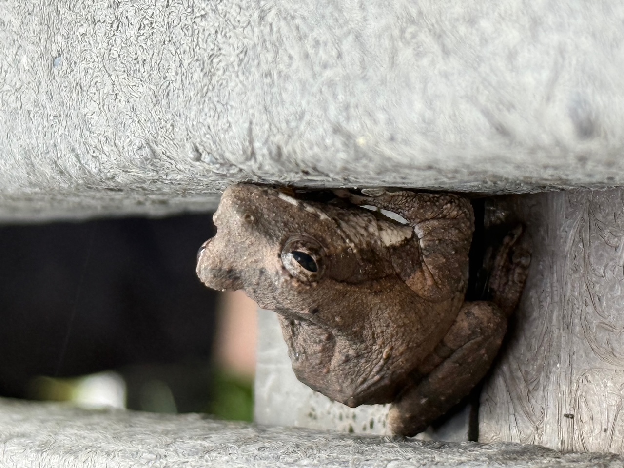 Kelly Cribari: Close up of a frog