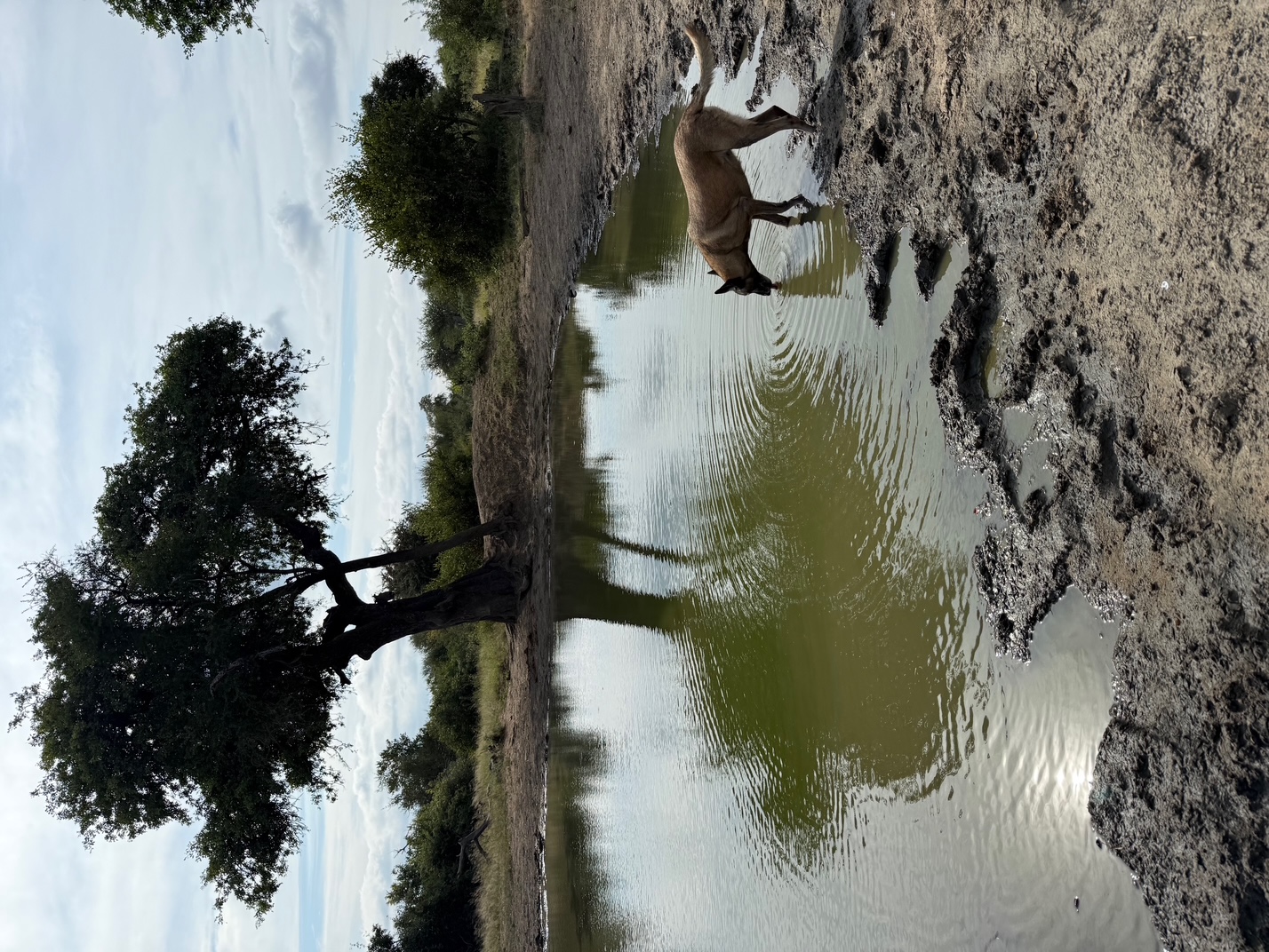 Kelly Cribari: Anti-poaching dog having a drink of water