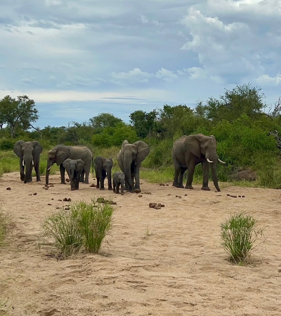Kelly Cribari: Herd of elephants walking through the Kruger