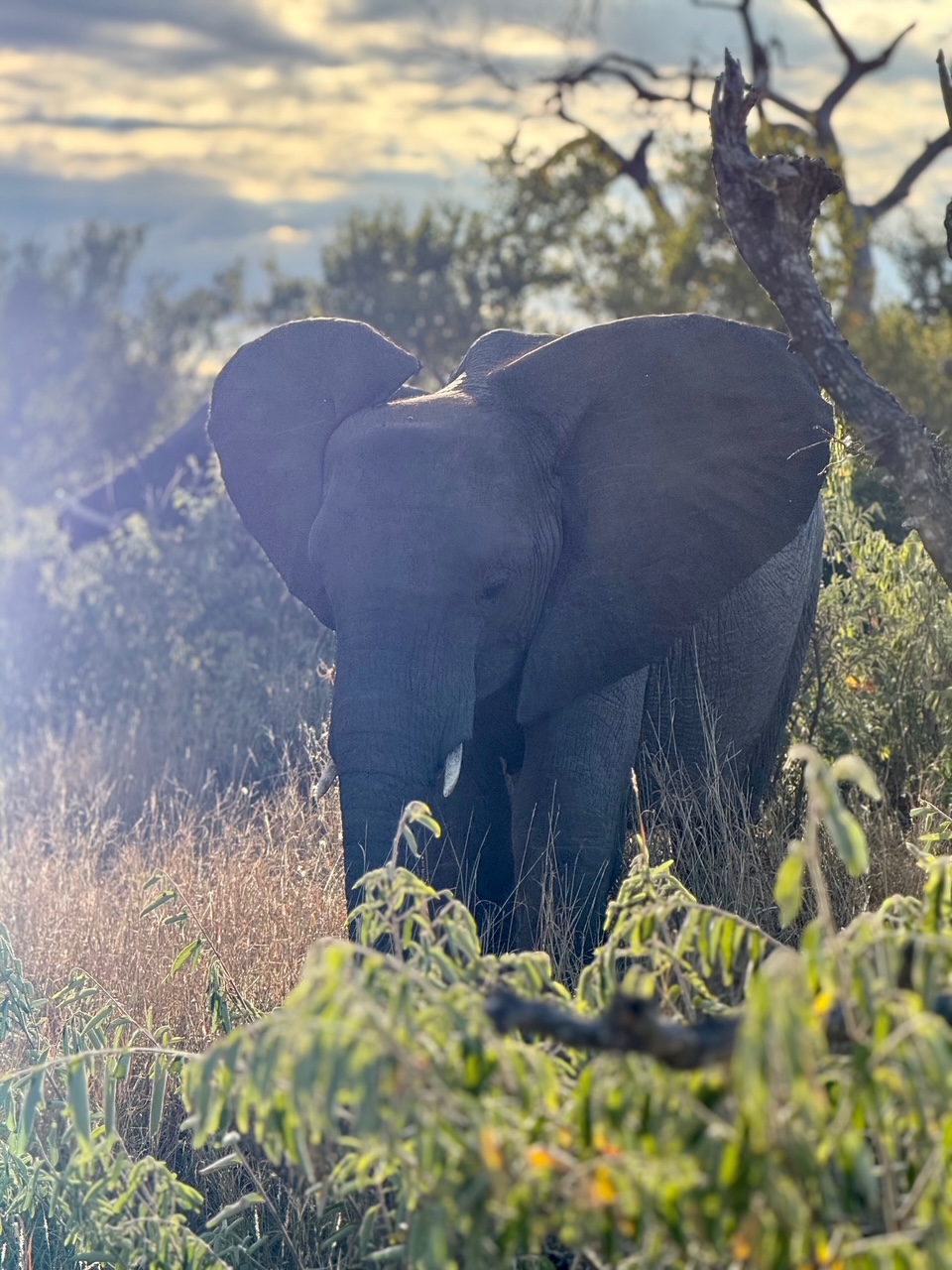 Kelly Cribari: Baby Elephant in the Kruger bush