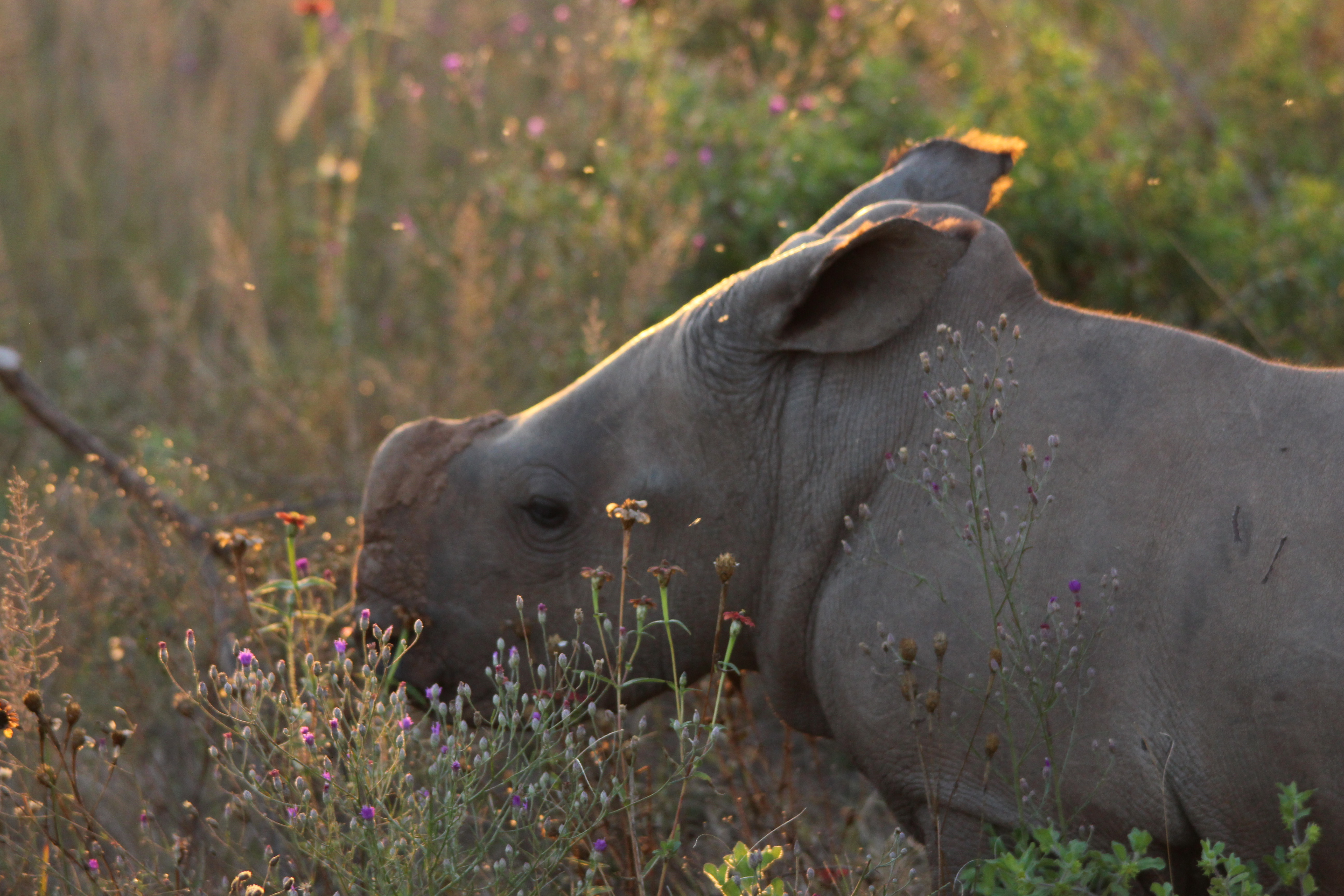 rhino calf standing in long grass