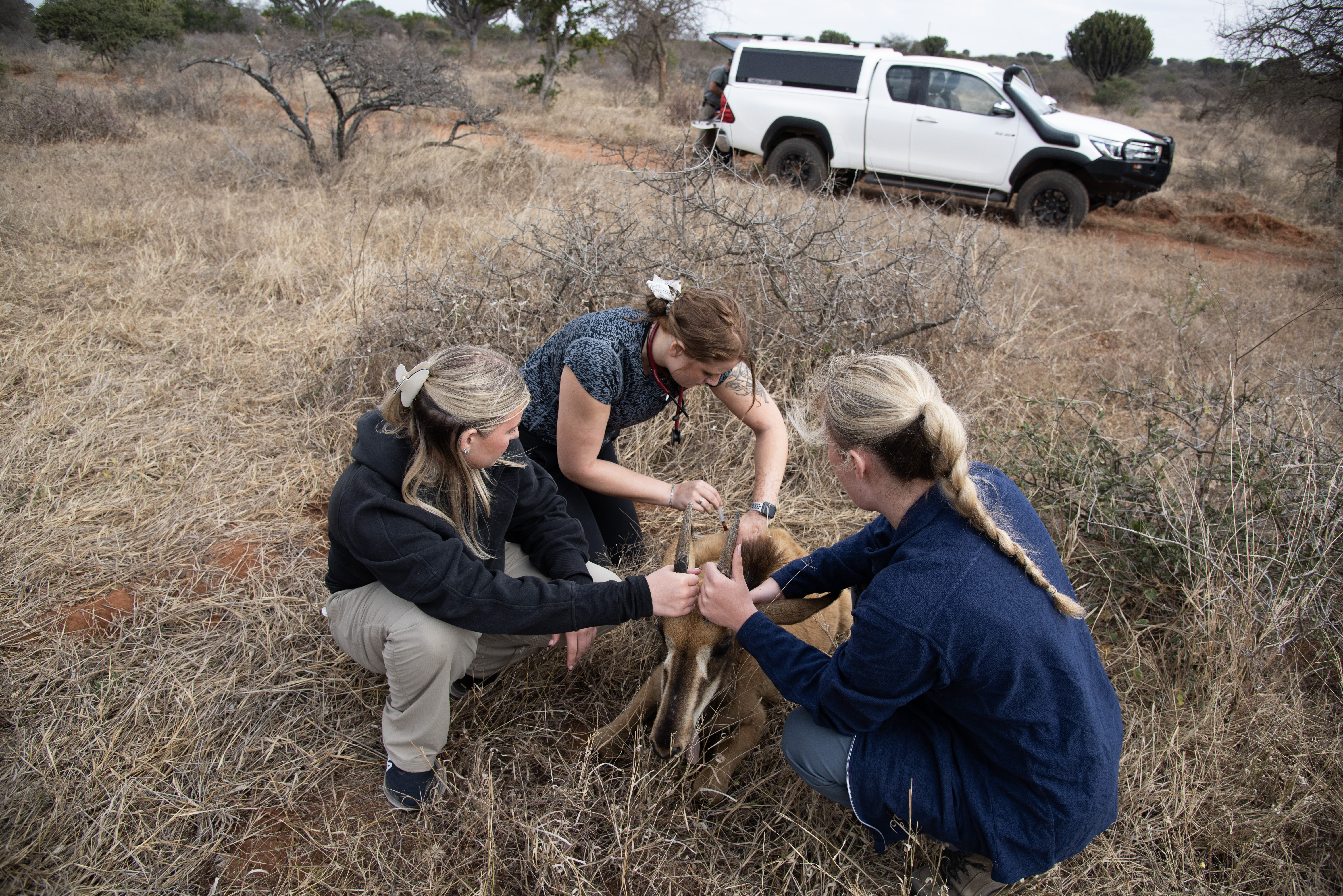 Shimongwe Blouberg Vet Holding Injecting Antelope Sable Baby Vehicle 