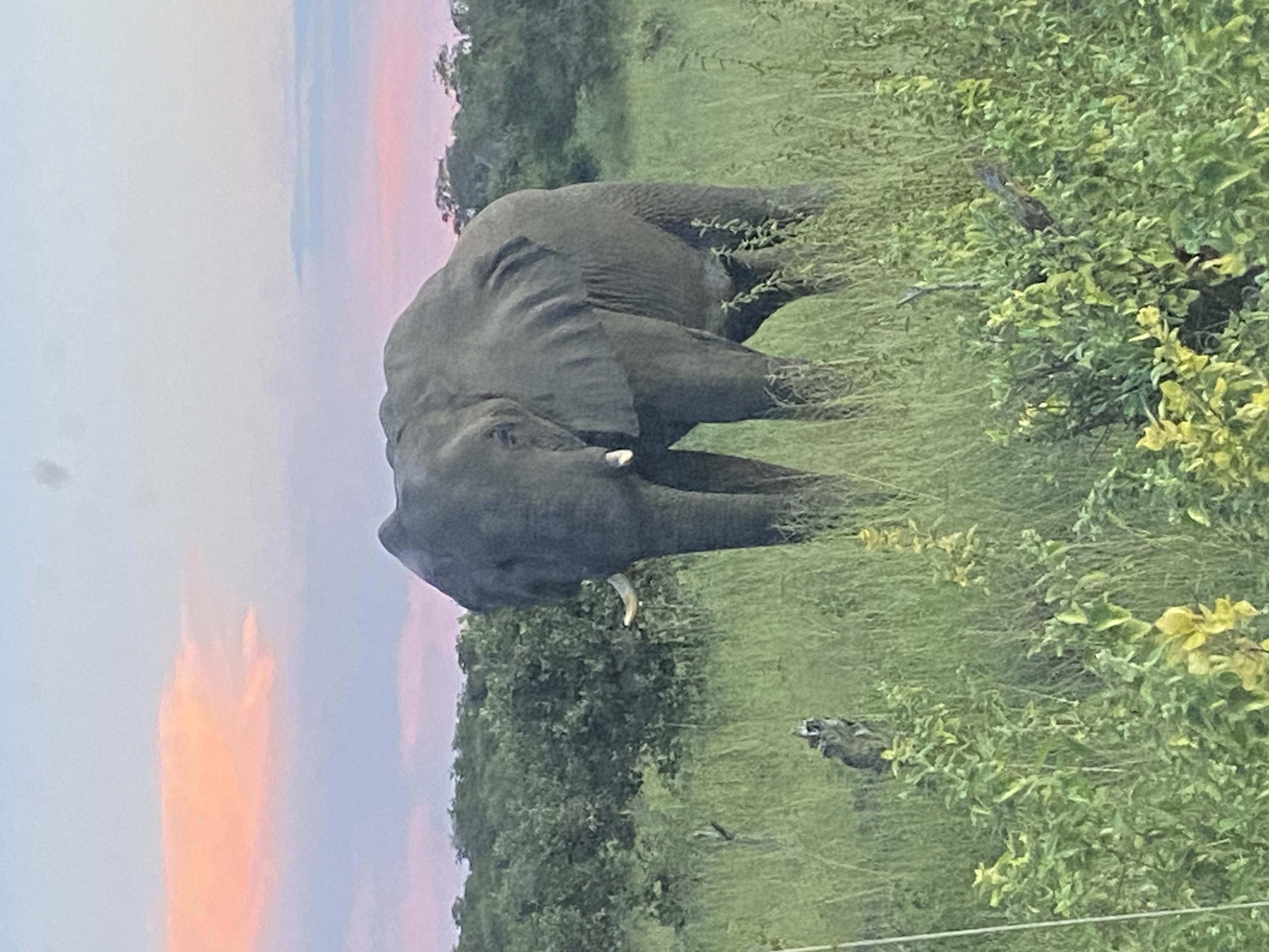 Elephant at sunset during the Okavango 