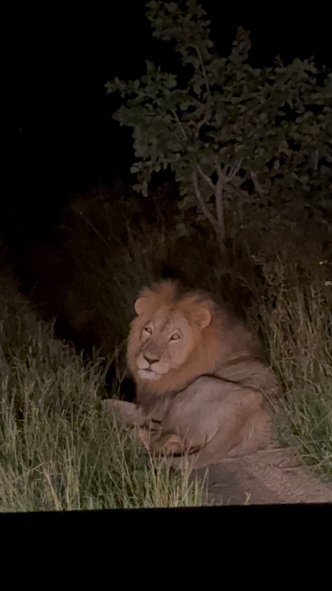 Lion spotted outside the vehicle 