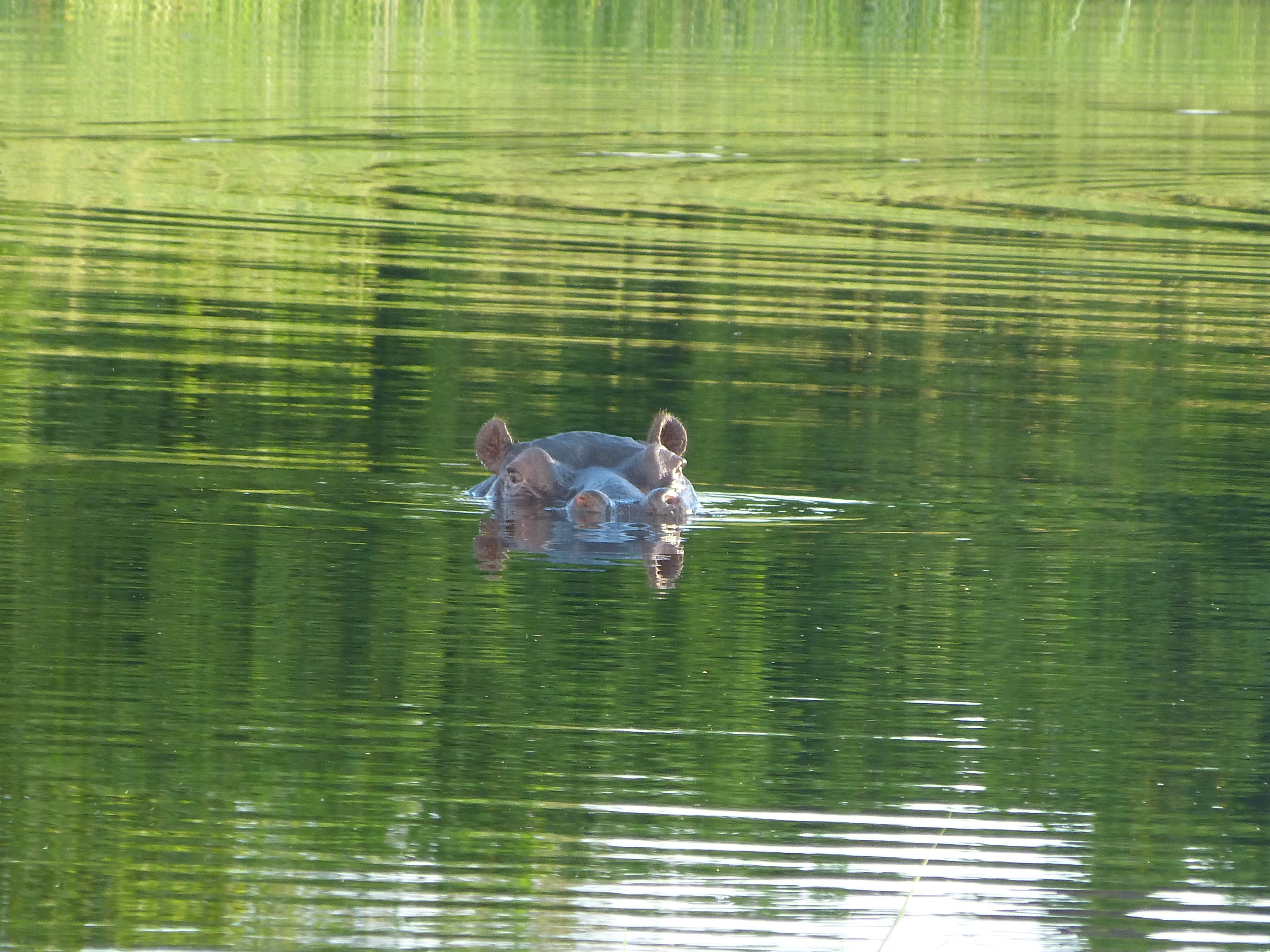 Hippo in the water 