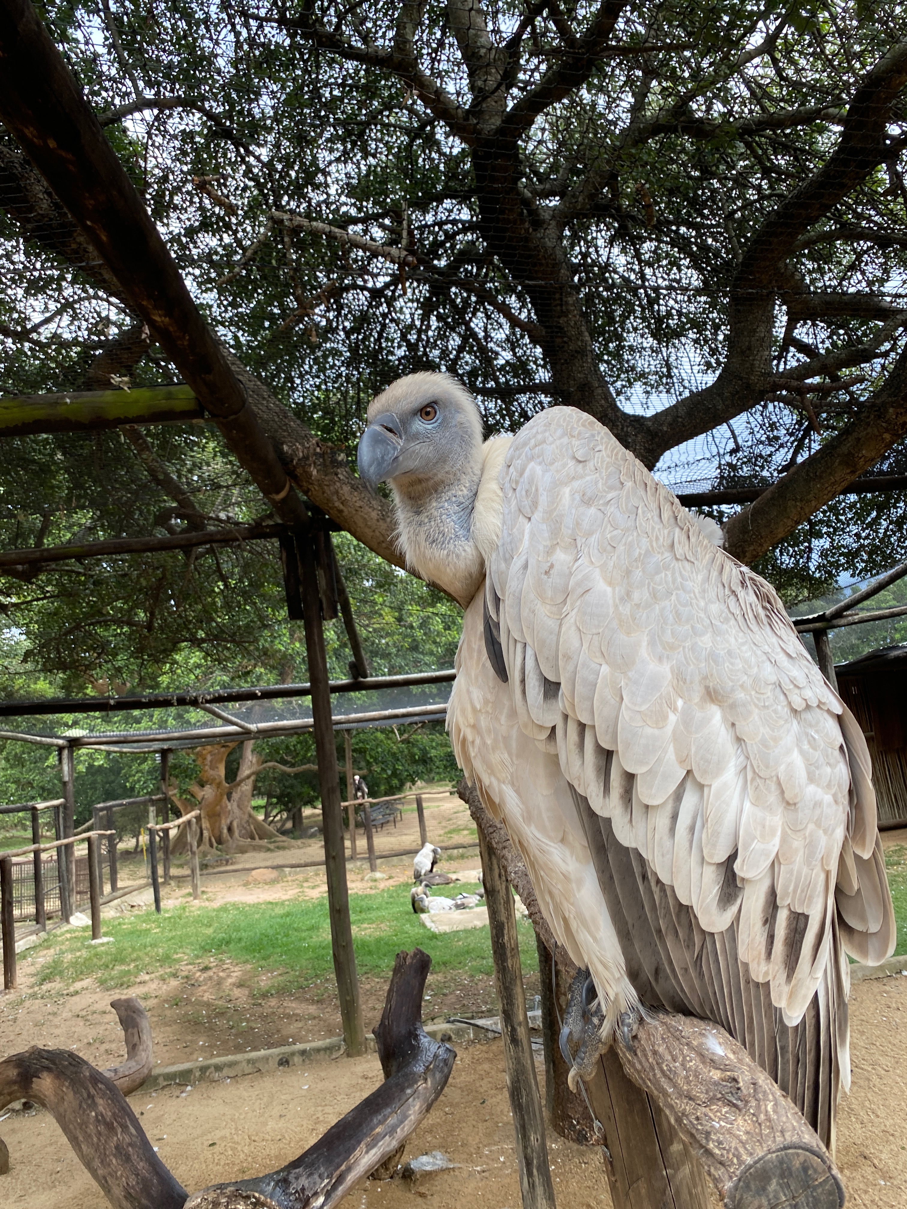 Close up of a vulture